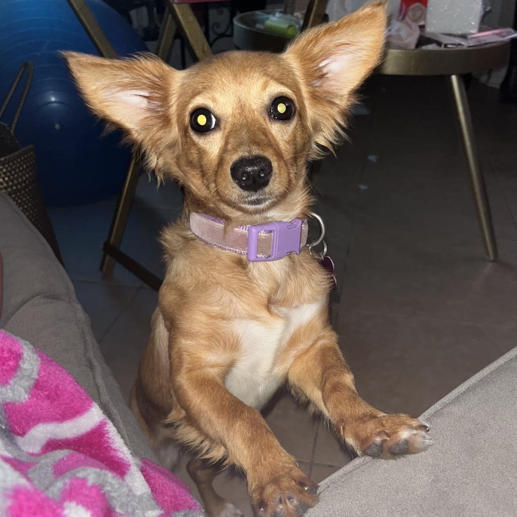 Reba, a Adoptable mixed breed in Houston, TX image 2/4