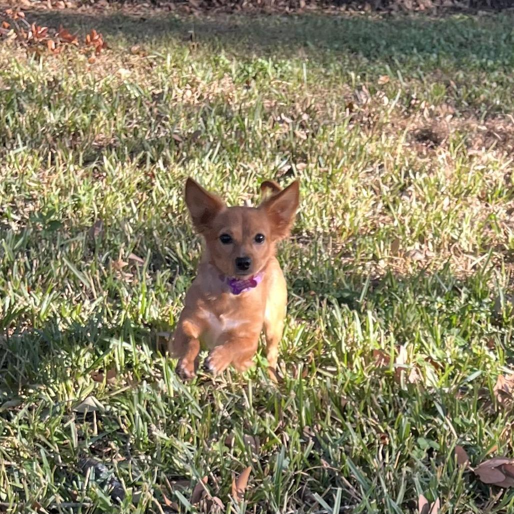 Reba, a Adoptable mixed breed in Houston, TX image 3/4