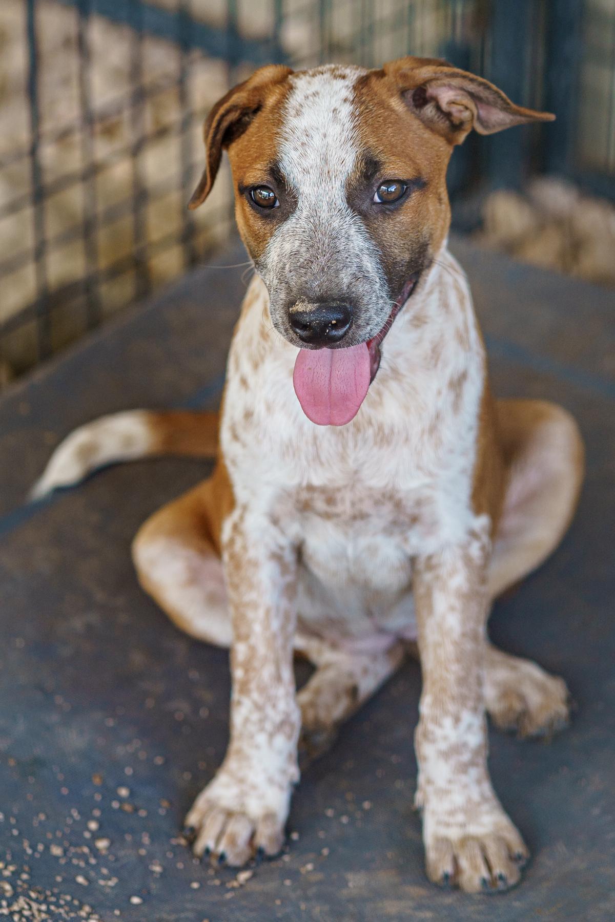 Enlarge Tina, a Adoptable mixed breed in LAMPASAS, TX image 2/3