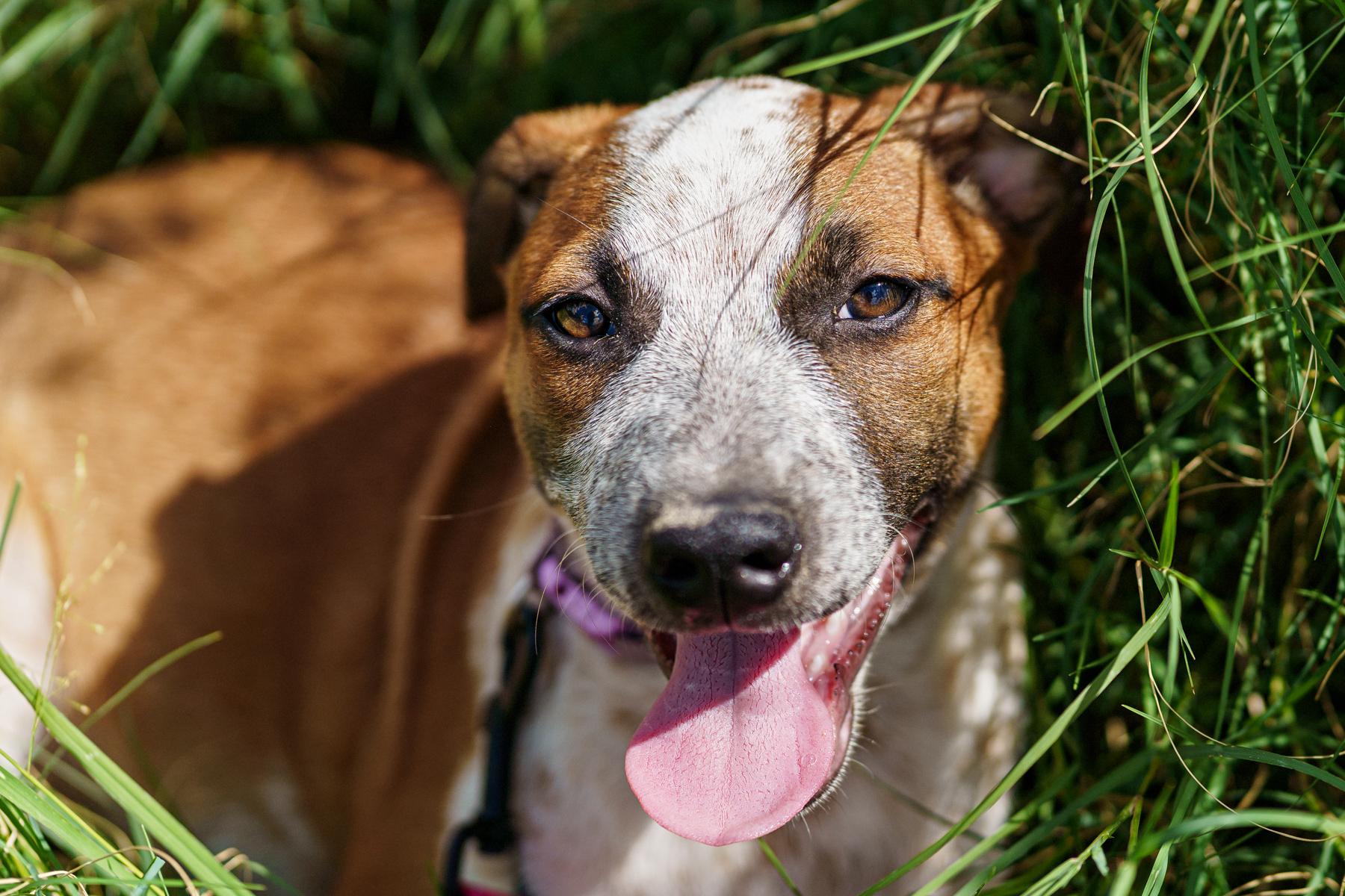 Enlarge Tina, a Adoptable mixed breed in LAMPASAS, TX image 3/3
