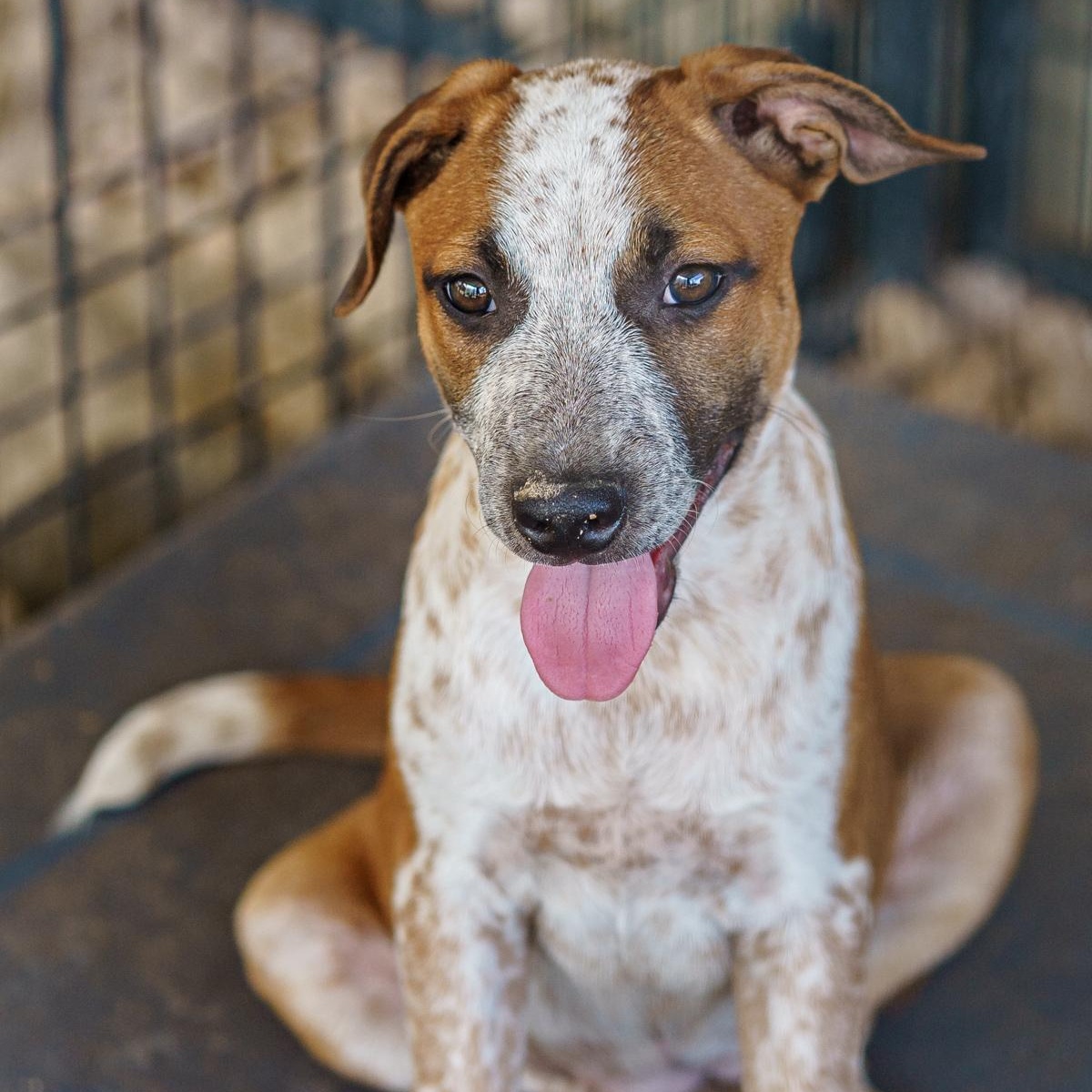 Tina, Adoptable, Young Female Bluetick Coonhound & Catahoula Leopard Dog.