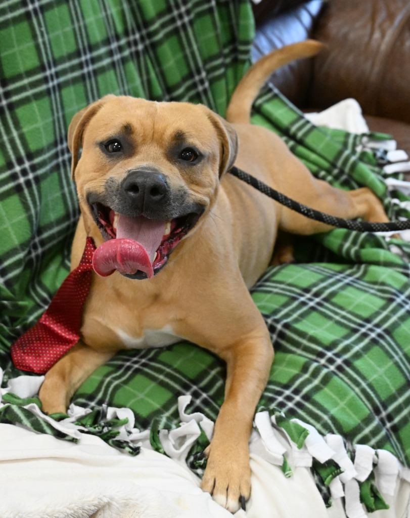 Travis, Adoptable, Adult Male Pit Bull Terrier & Shepherd.