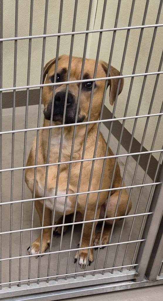 Enlarge Travis, a Adoptable mixed breed in Christiansburg, VA image 2/3