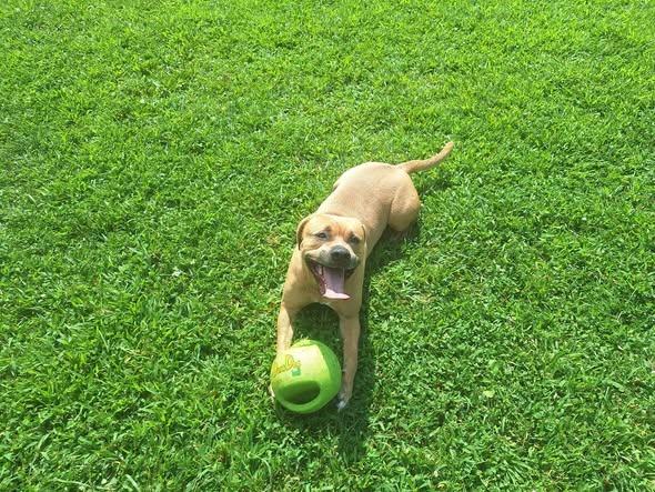 Enlarge Travis, a Adoptable mixed breed in Christiansburg, VA image 3/3