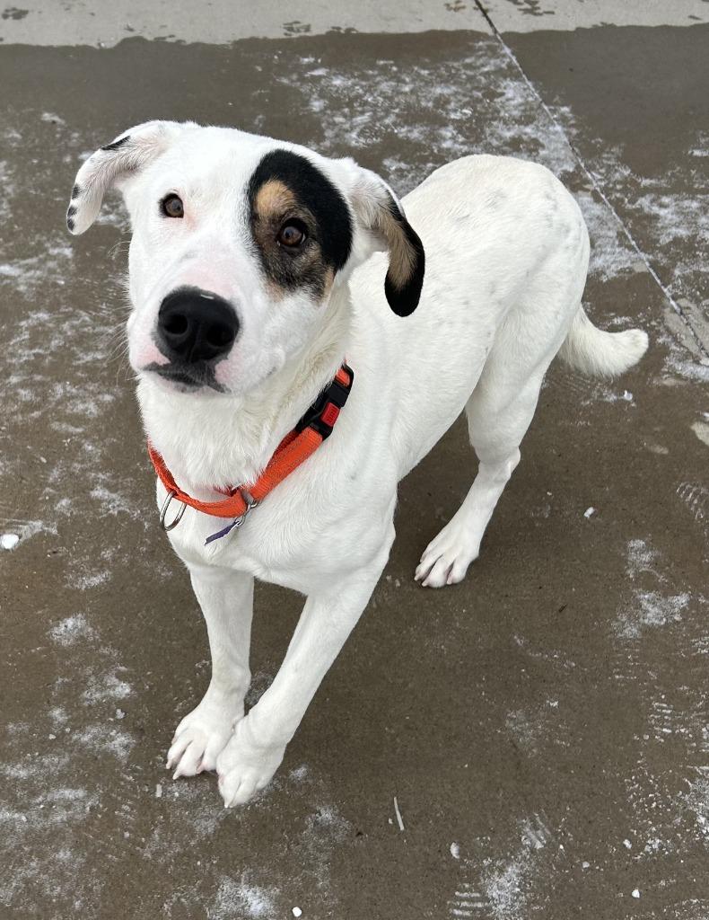 Jones, a Adoptable Mixed Breed in Spooner, WI image 1/4