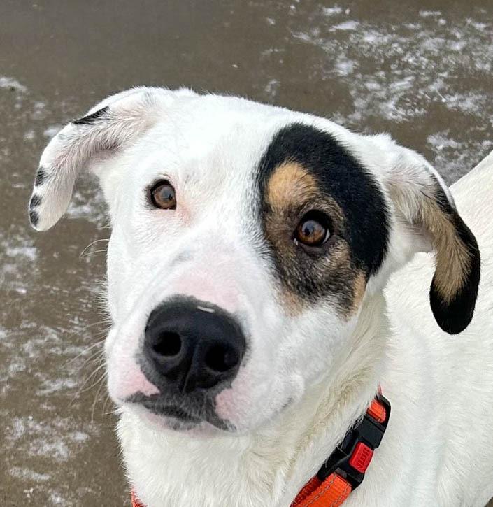 Jones, a Adoptable Mixed Breed in Spooner, WI image 2/4