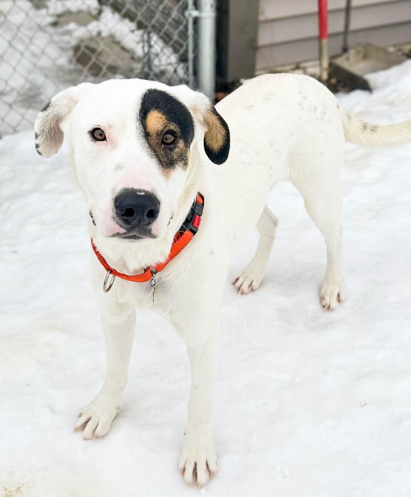 Jones, a Adoptable Mixed Breed in Spooner, WI image 3/4