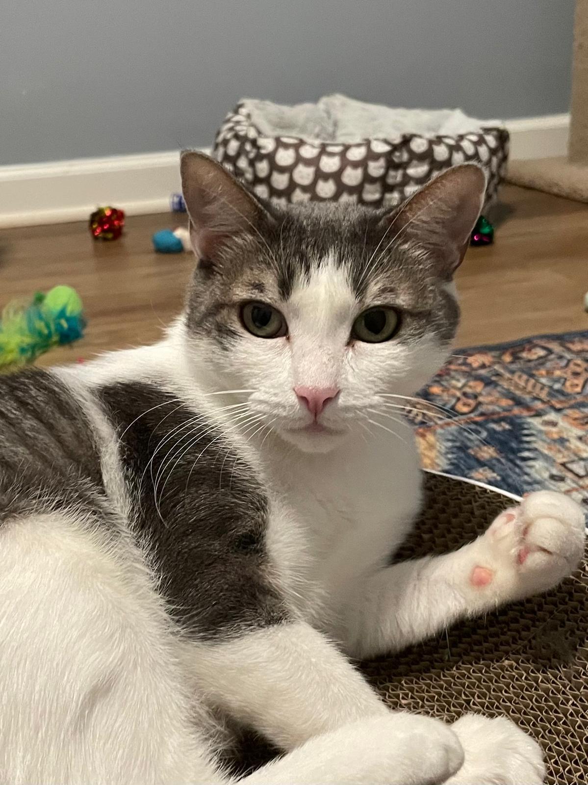 Belle, Adoptable, Adult Female Domestic Short Hair.