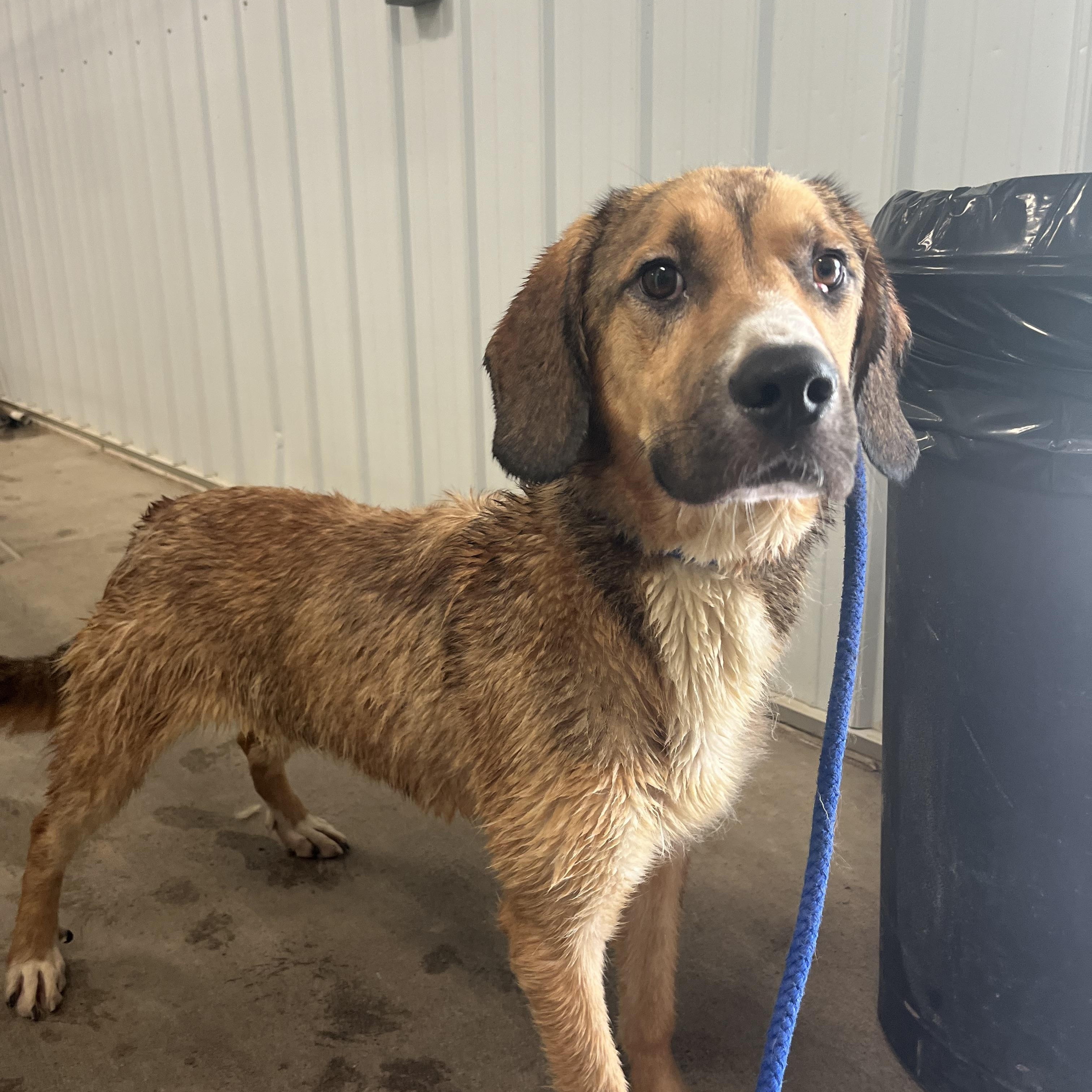 Enlarge Buddy, a ADOPTABLE Mixed Breed in Pomeroy, OH image 2/2