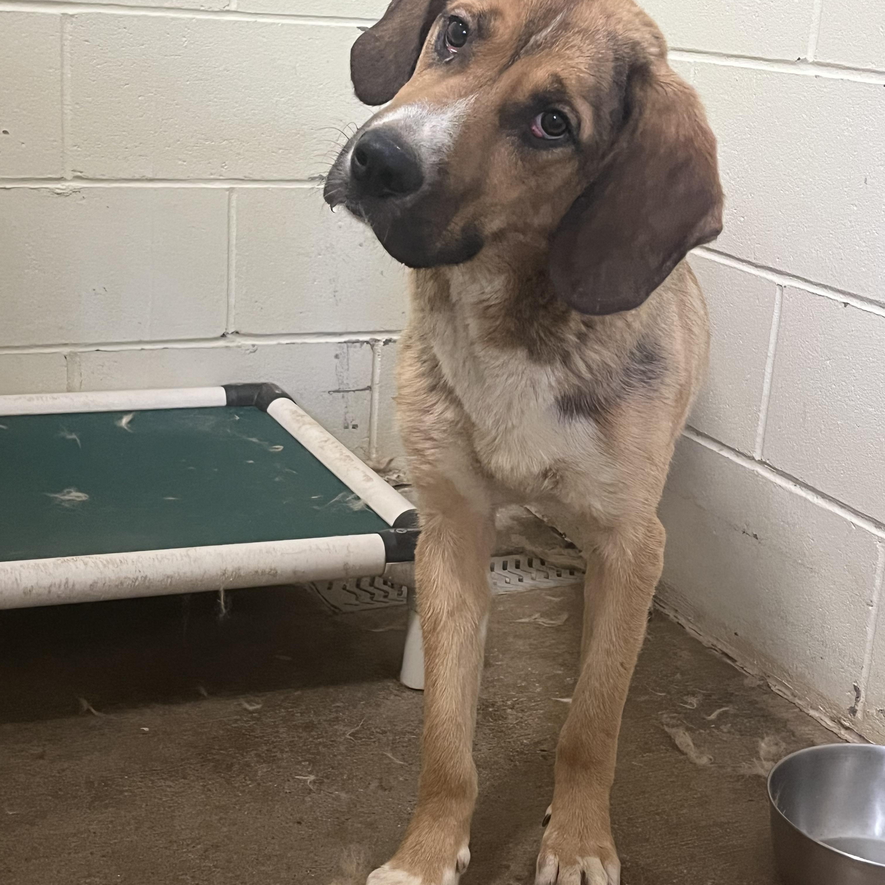 Buddy, ADOPTABLE, Young Male Mixed Breed.