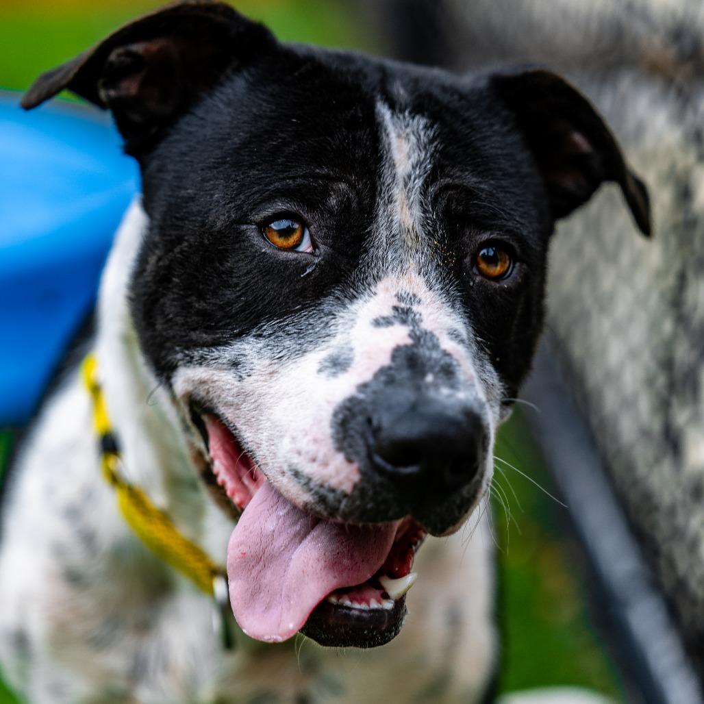 Enlarge Domino, a Adoptable mixed breed in Naperville, IL image 1/6