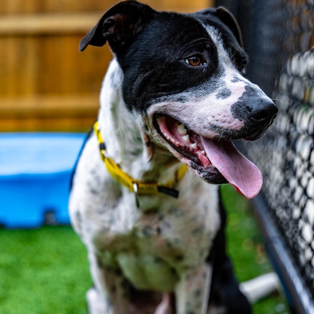 Enlarge Domino, a Adoptable mixed breed in Naperville, IL image 1/6