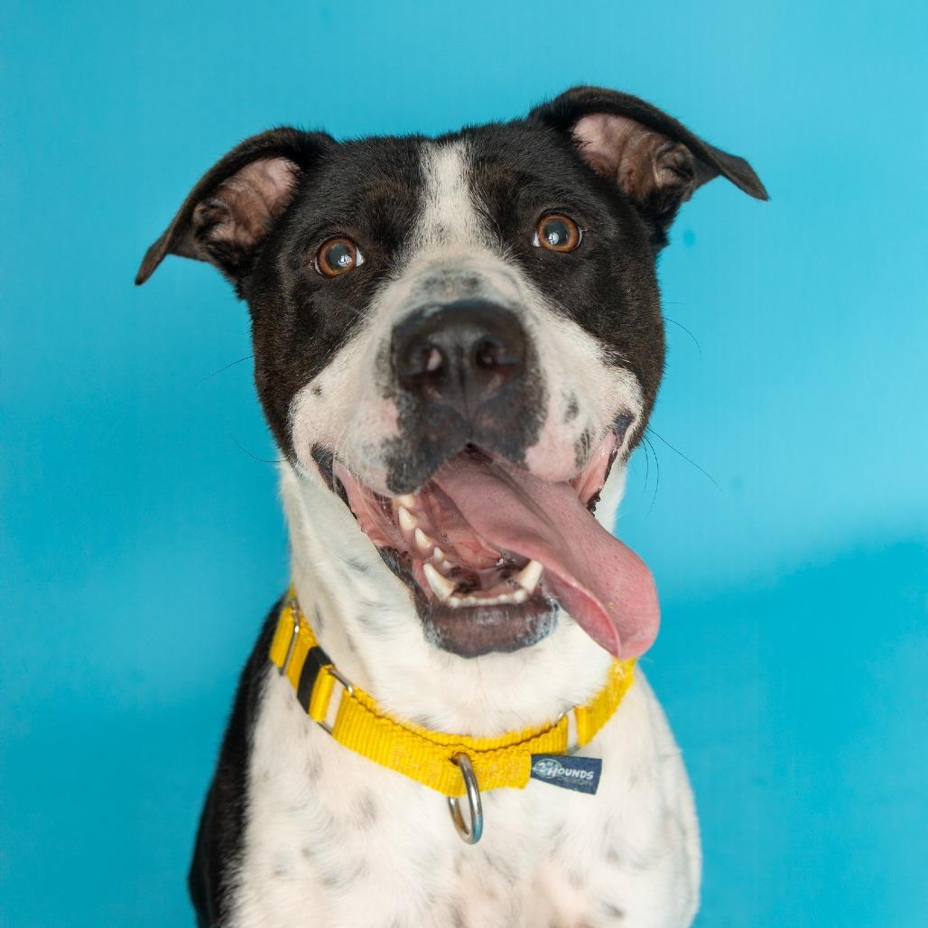 Enlarge Domino, a Adoptable mixed breed in Naperville, IL image 2/6
