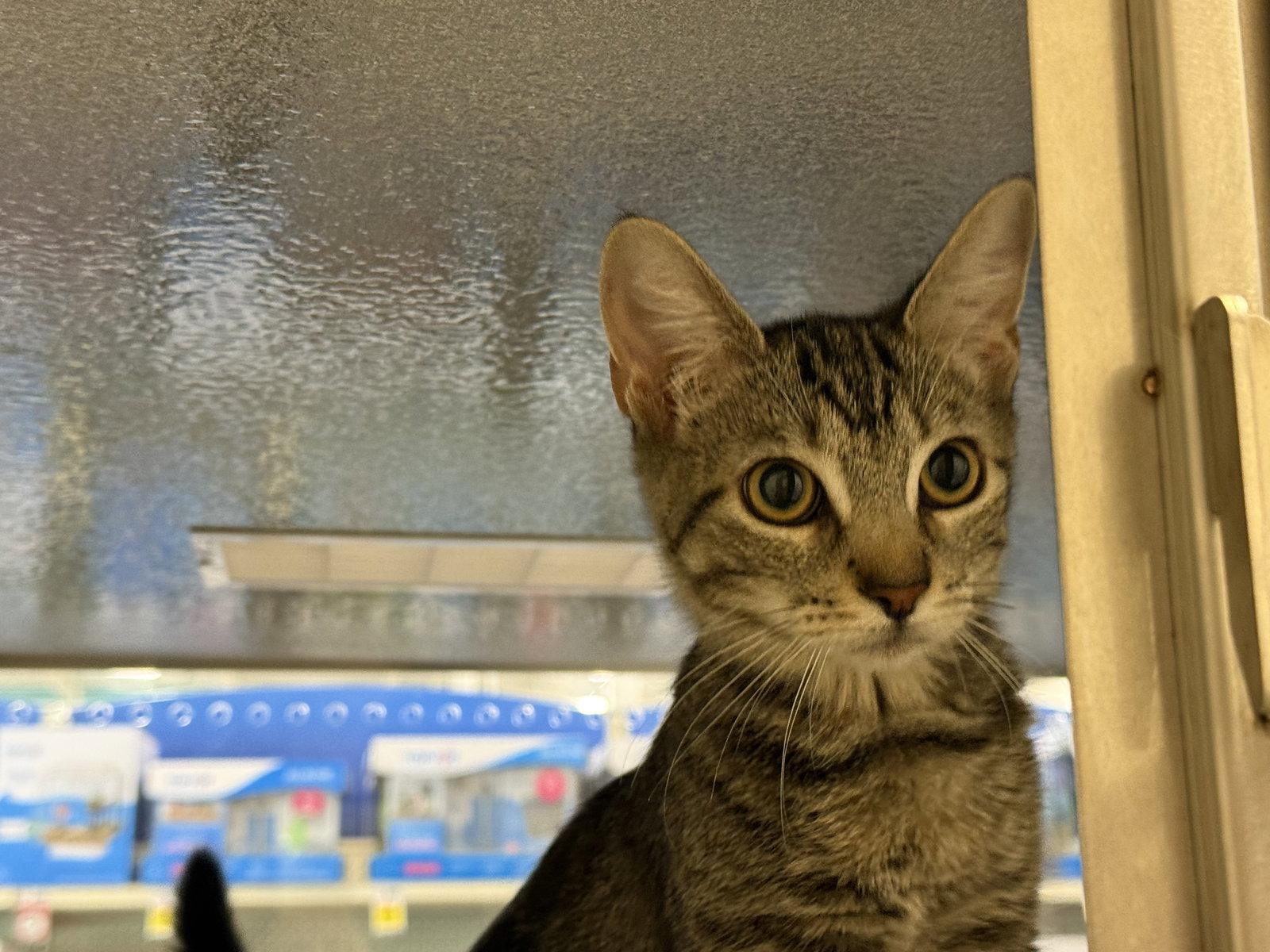 Amalia, Adoptable, Kitten Female Domestic Short Hair.