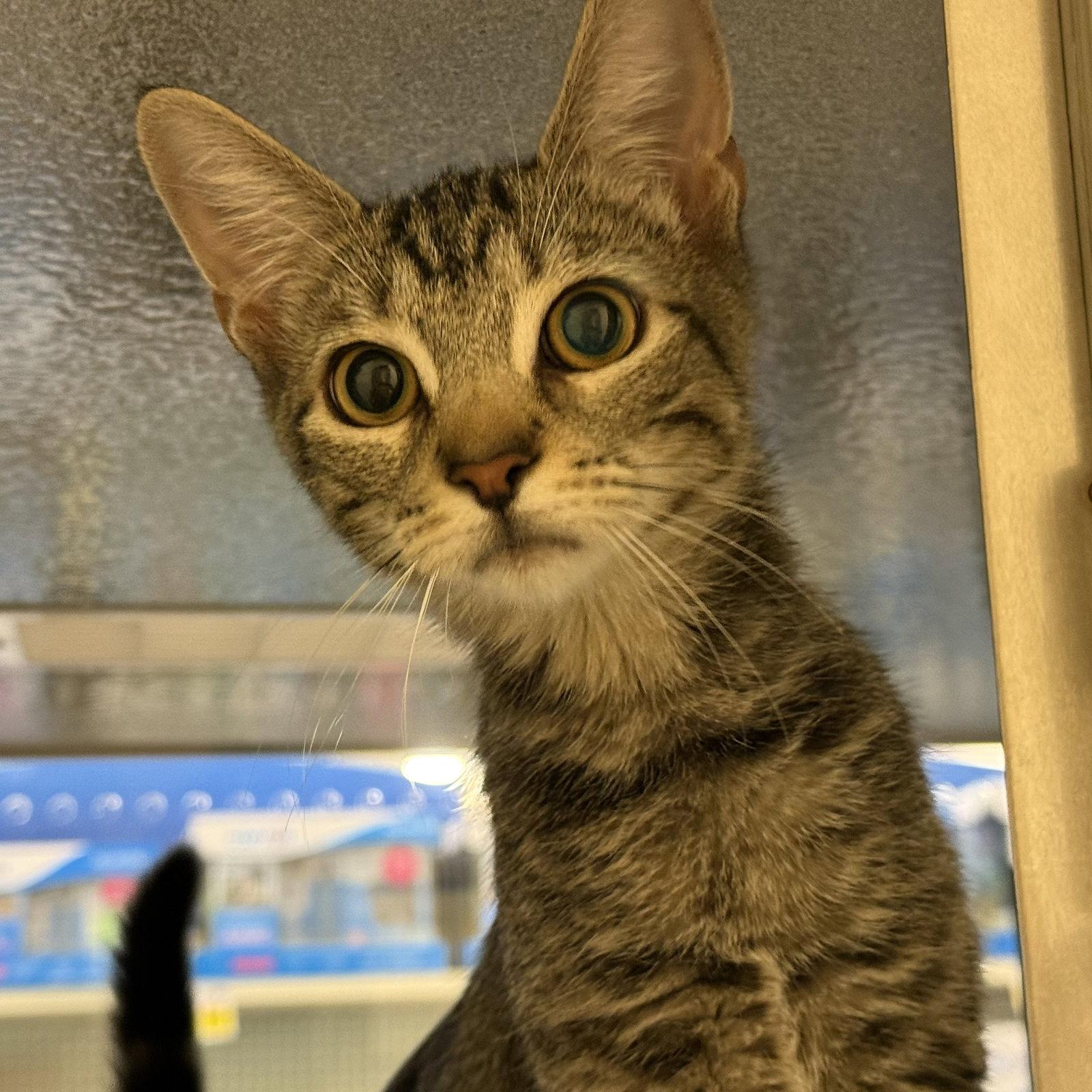 Enlarge Amalia, a Adoptable Domestic Short Hair in Phoenix, AZ image 2/3