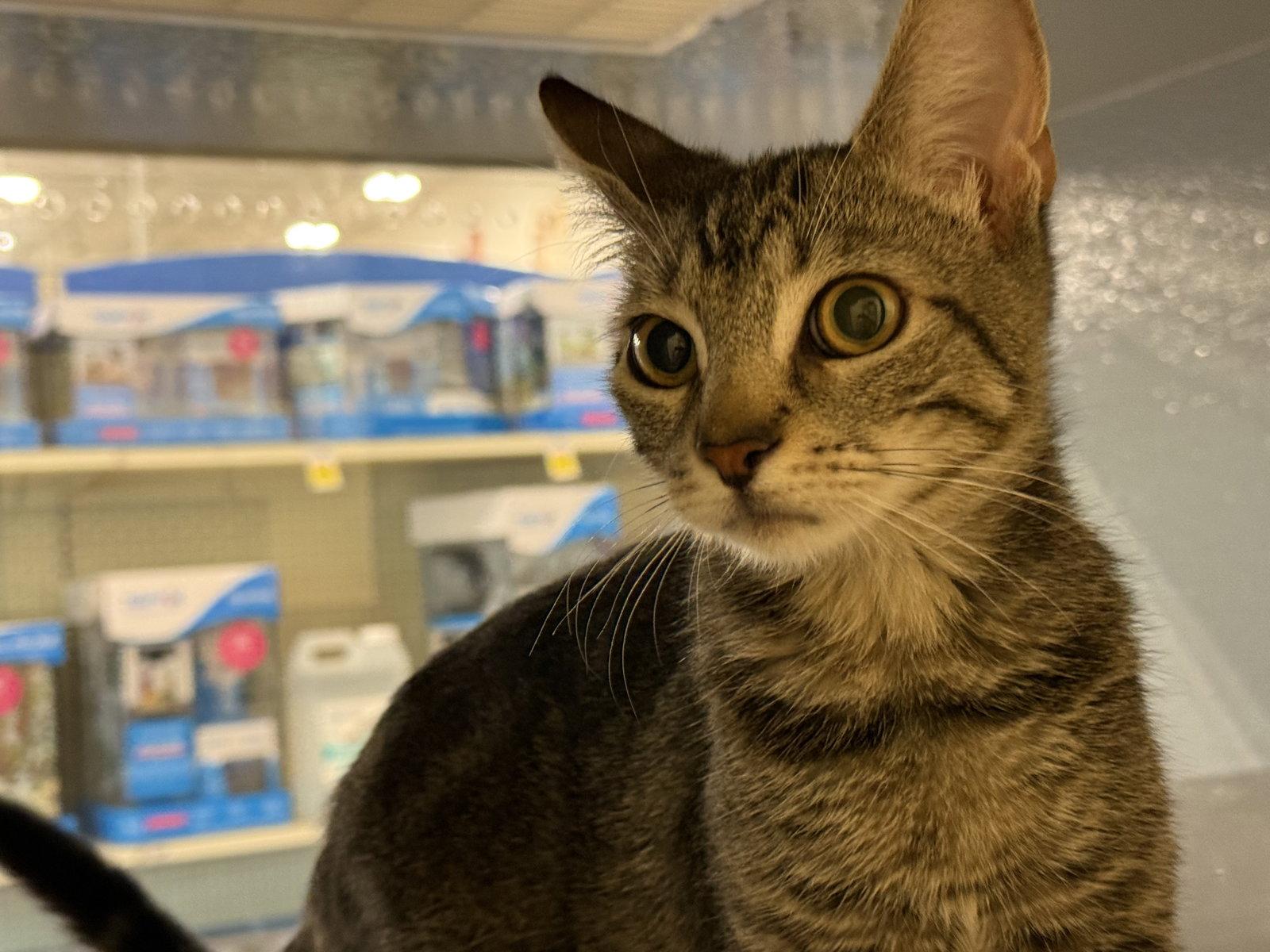 Enlarge Amalia, a Adoptable Domestic Short Hair in Phoenix, AZ image 3/3