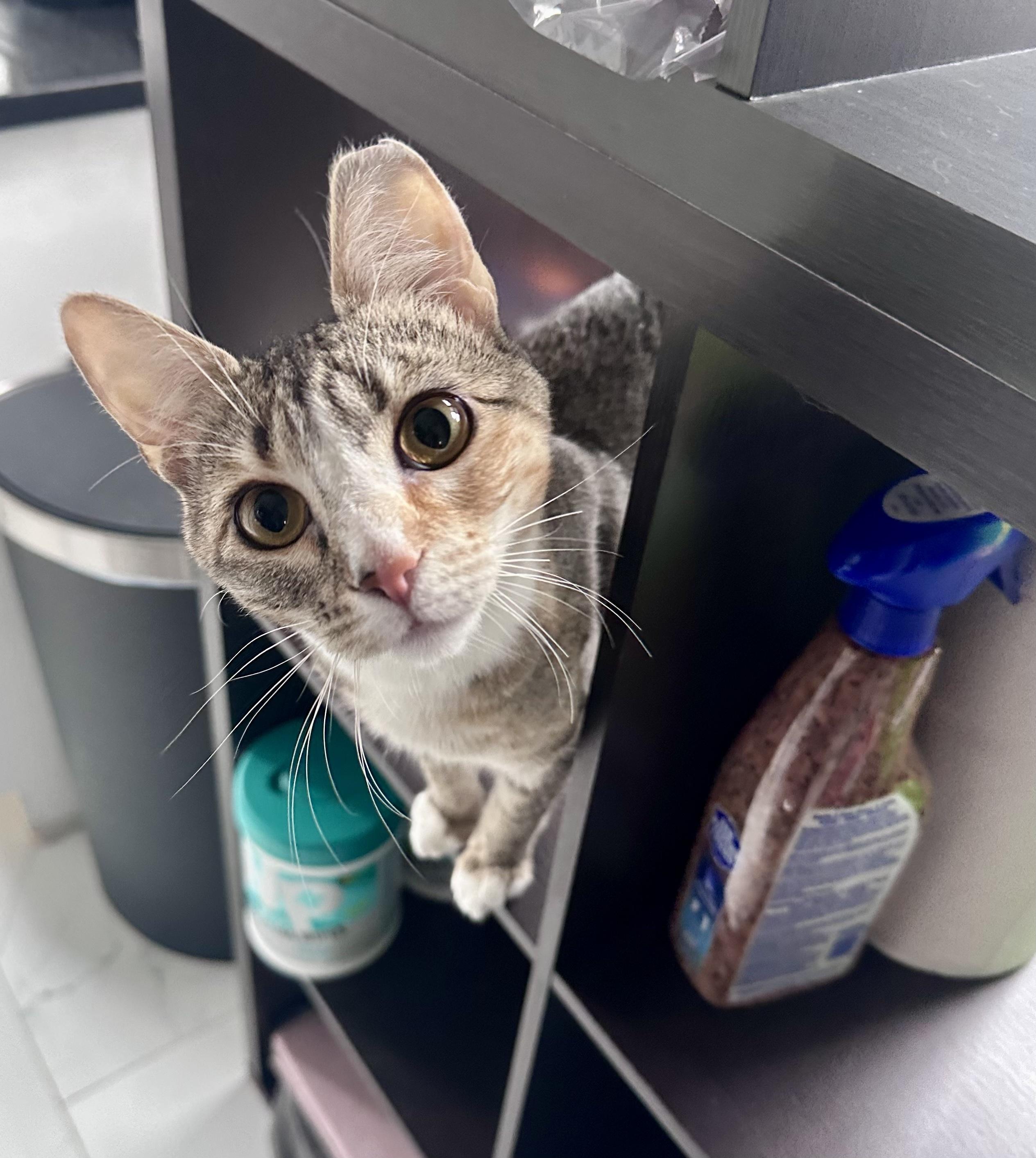 Enlarge Jellybean, a ADOPTABLE mixed breed in Bethel, CT image 6/6