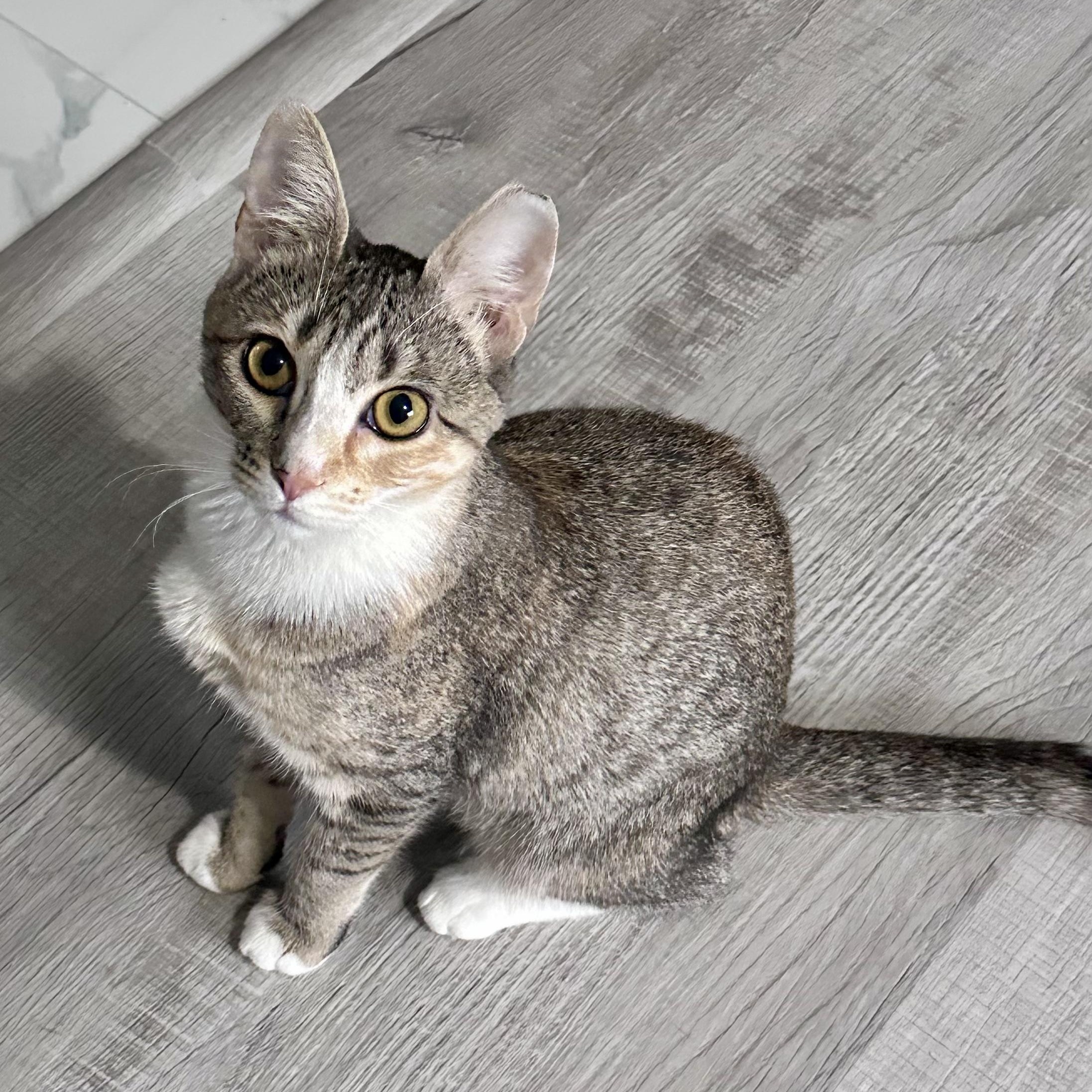 Enlarge Jellybean, a ADOPTABLE mixed breed in Bethel, CT image 1/6