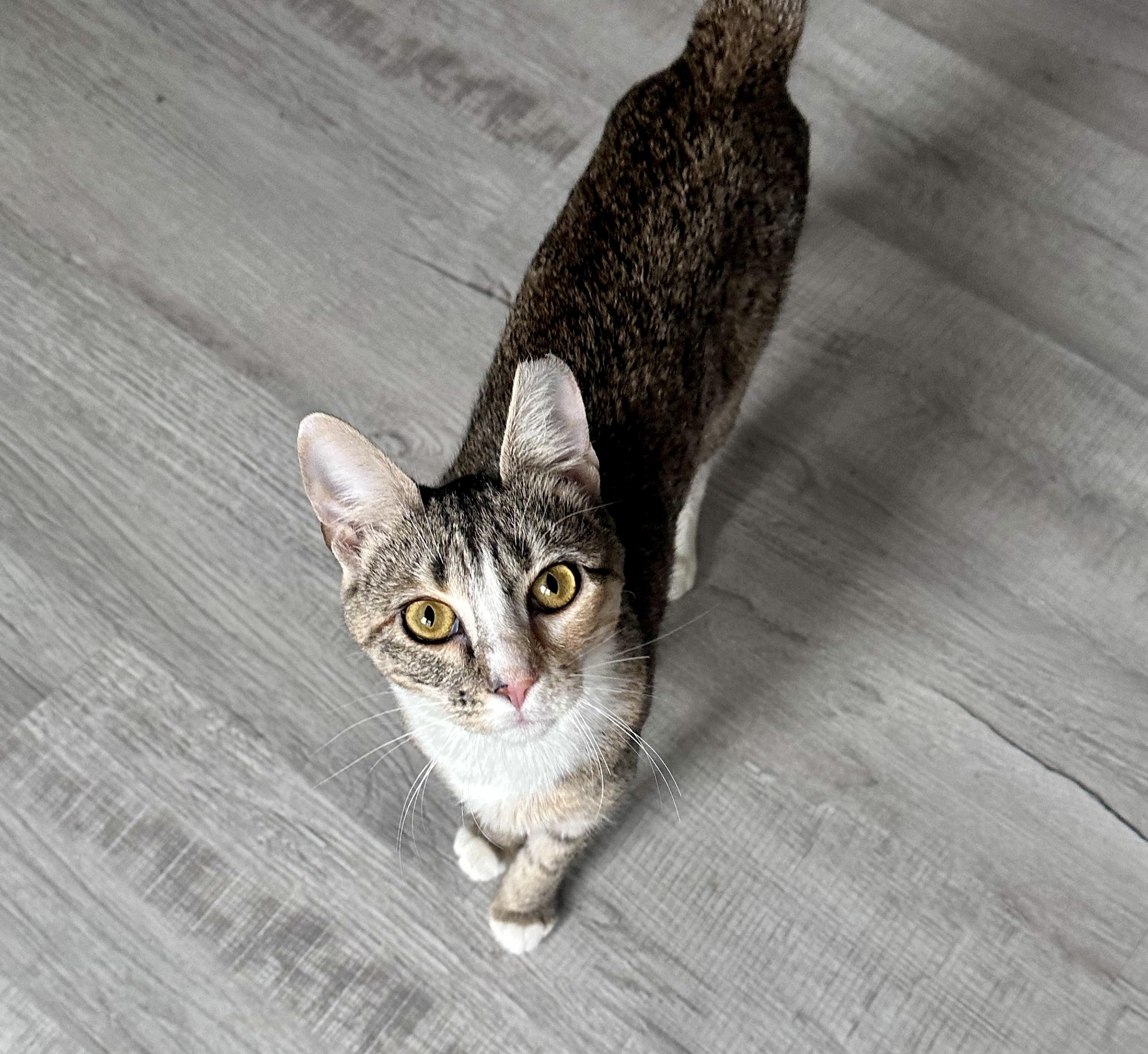 Enlarge Jellybean, a ADOPTABLE mixed breed in Bethel, CT image 4/6