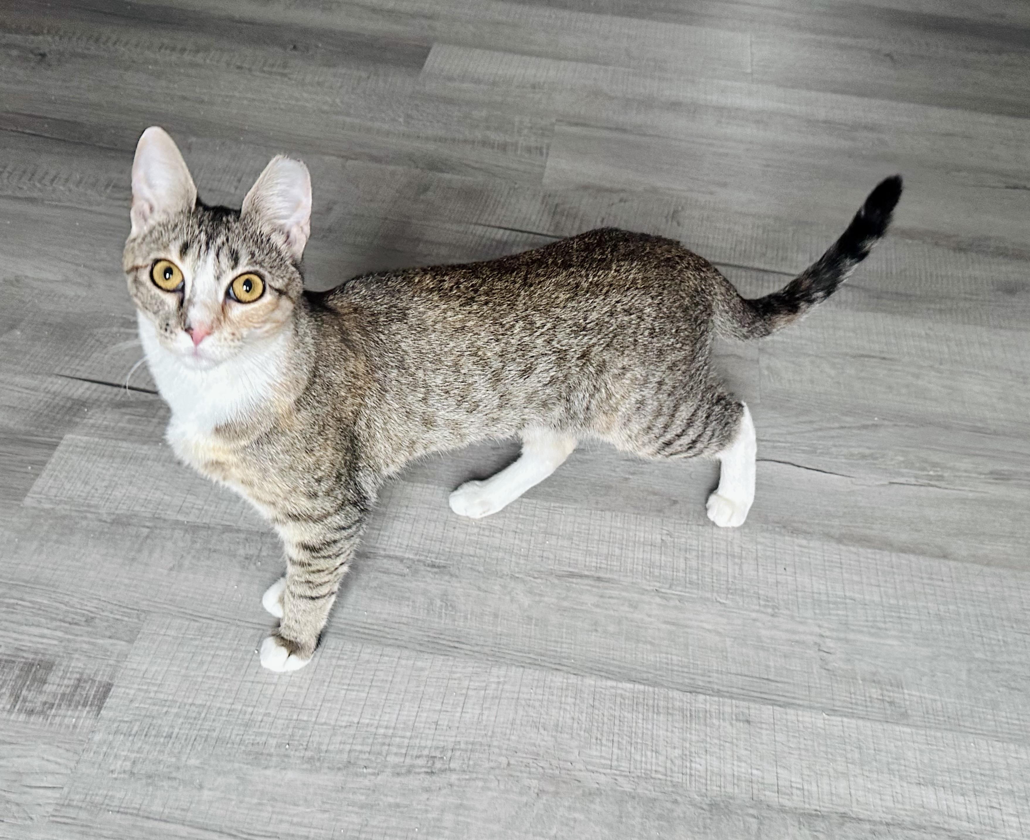 Enlarge Jellybean, a ADOPTABLE mixed breed in Bethel, CT image 5/6