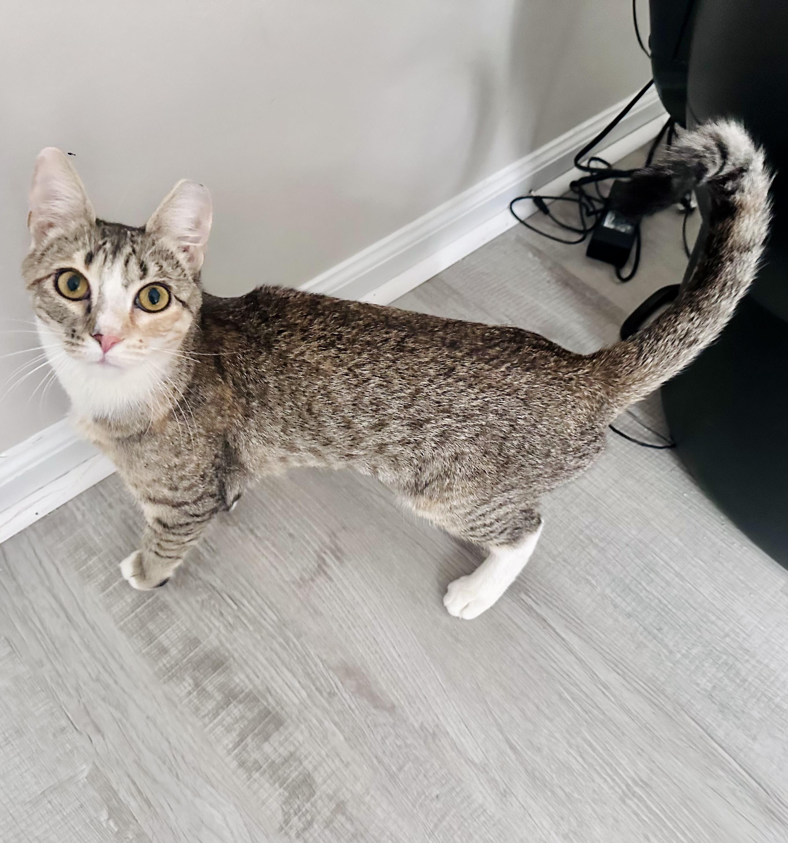 Enlarge Jellybean, a ADOPTABLE mixed breed in Bethel, CT image 3/6