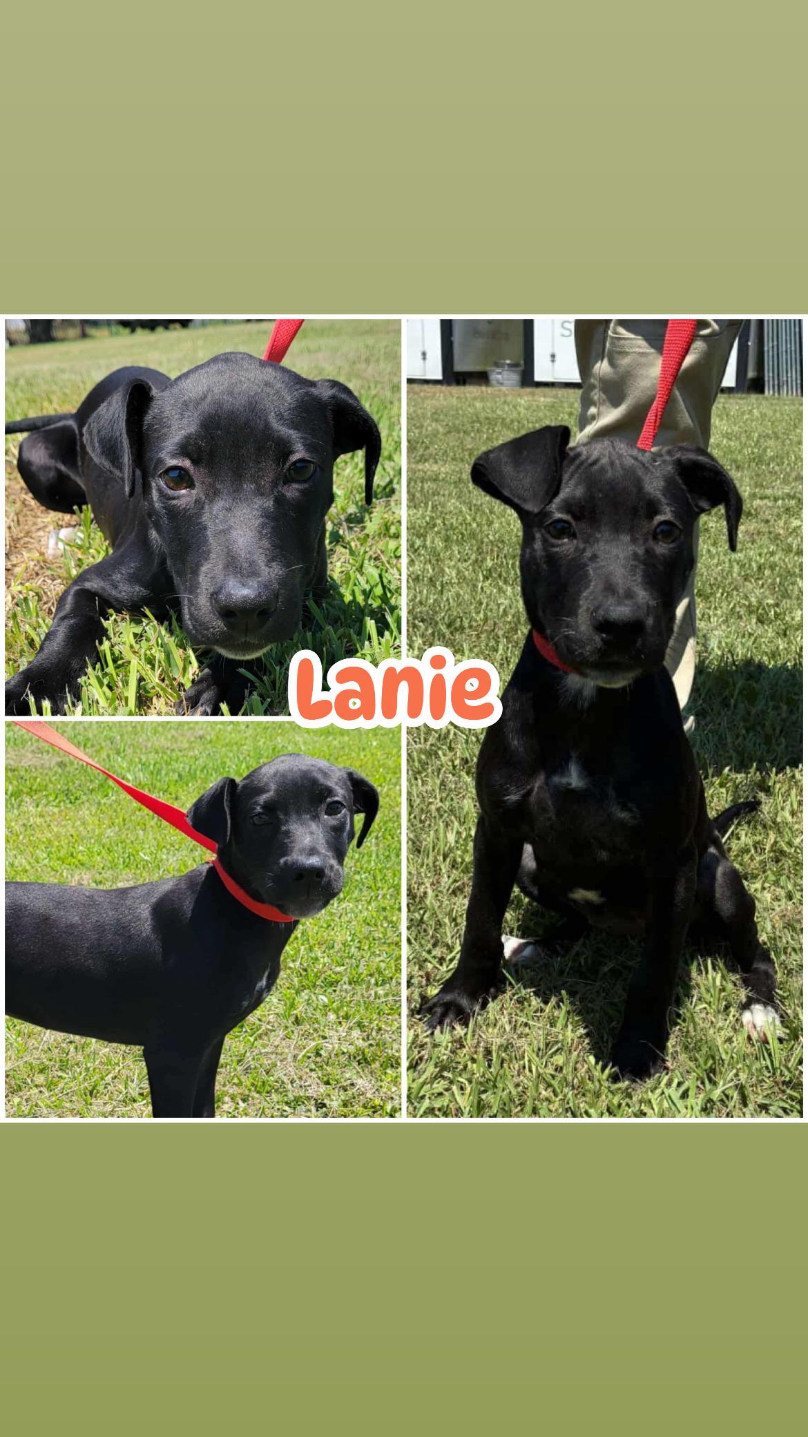 Enlarge Lanie, a Adoptable mixed breed in Ringwood, NJ image 1/1