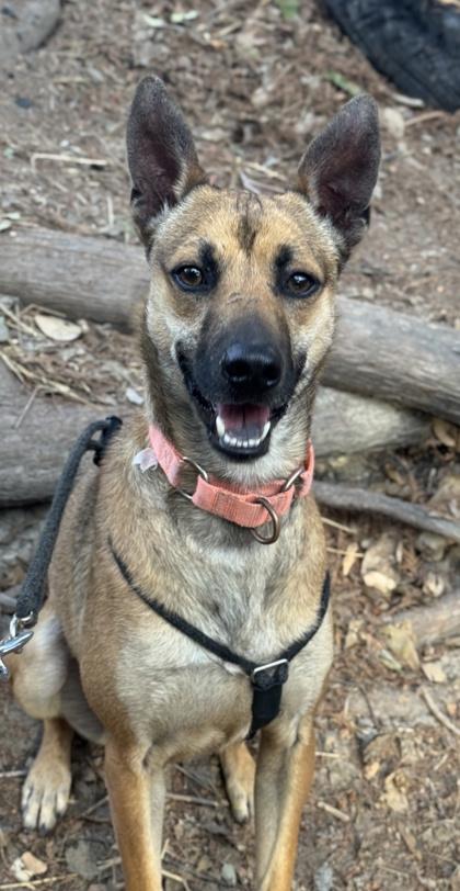 Boris — thumbnail 2