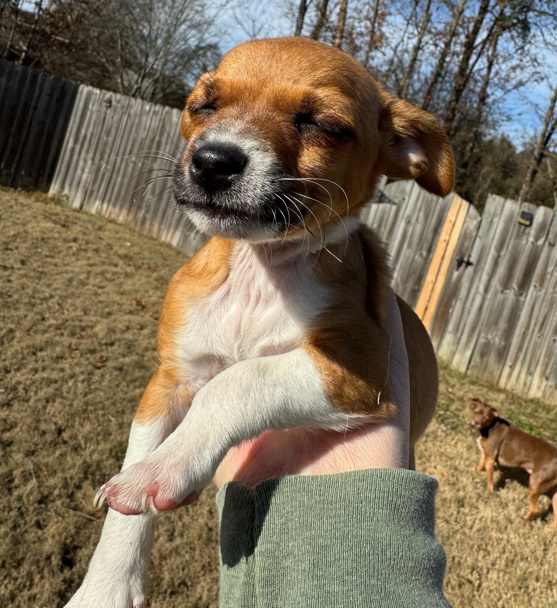 Enlarge Glinda, a Adoptable mixed breed in Monroeville , PA image 3/6