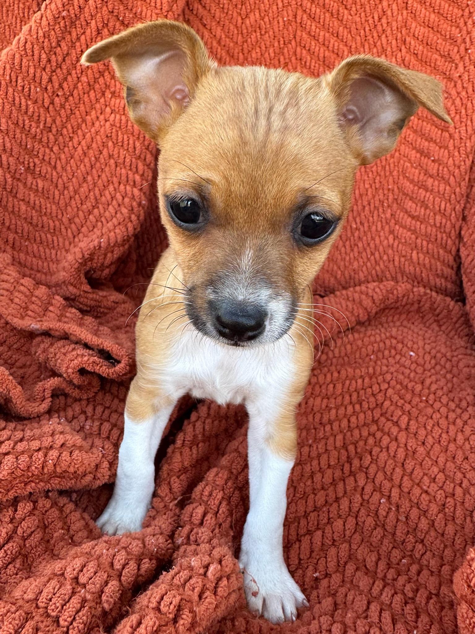 Enlarge Glinda, a Adoptable mixed breed in Monroeville , PA image 4/6