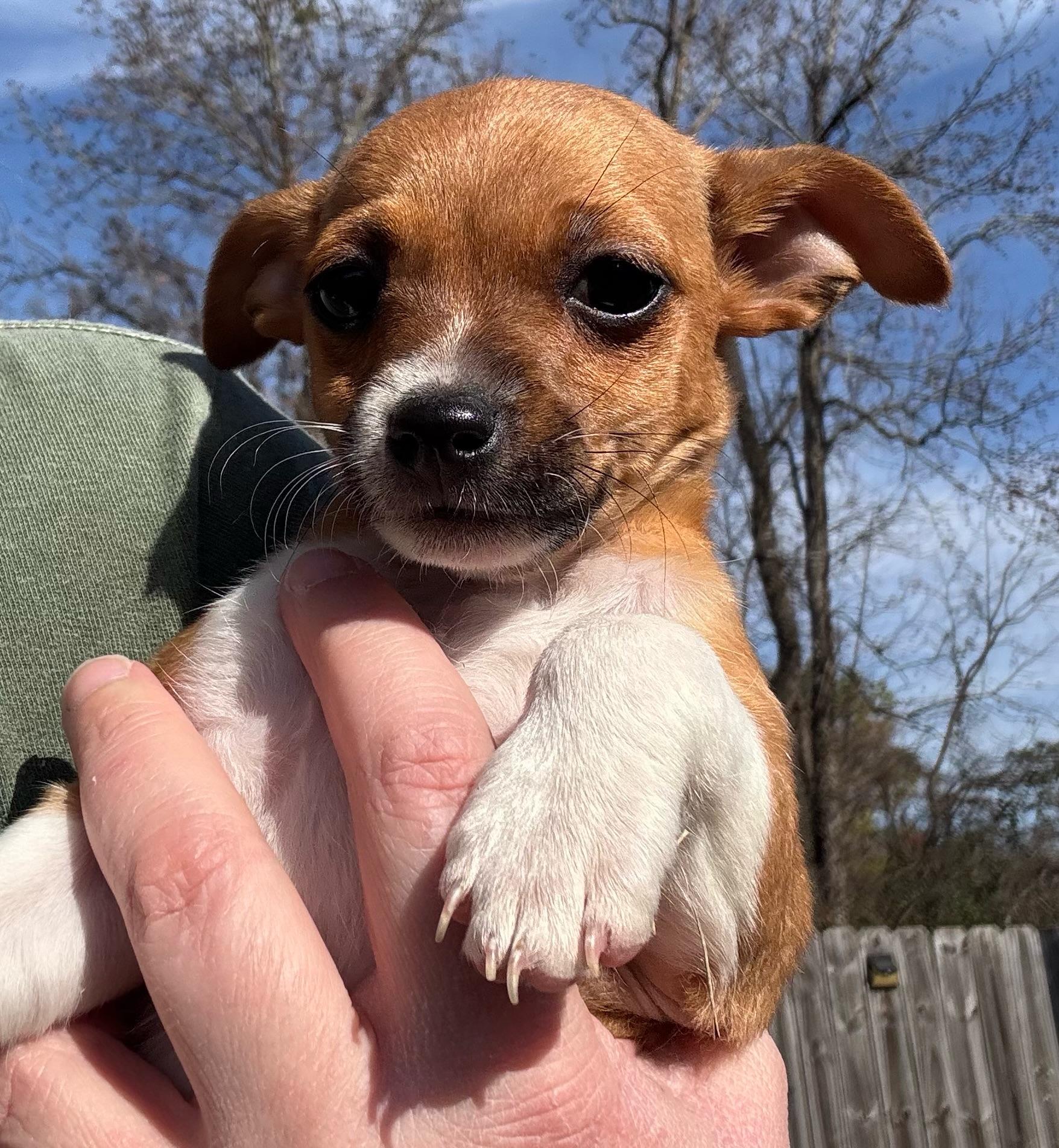 Enlarge Glinda, a Adoptable mixed breed in Monroeville , PA image 1/6