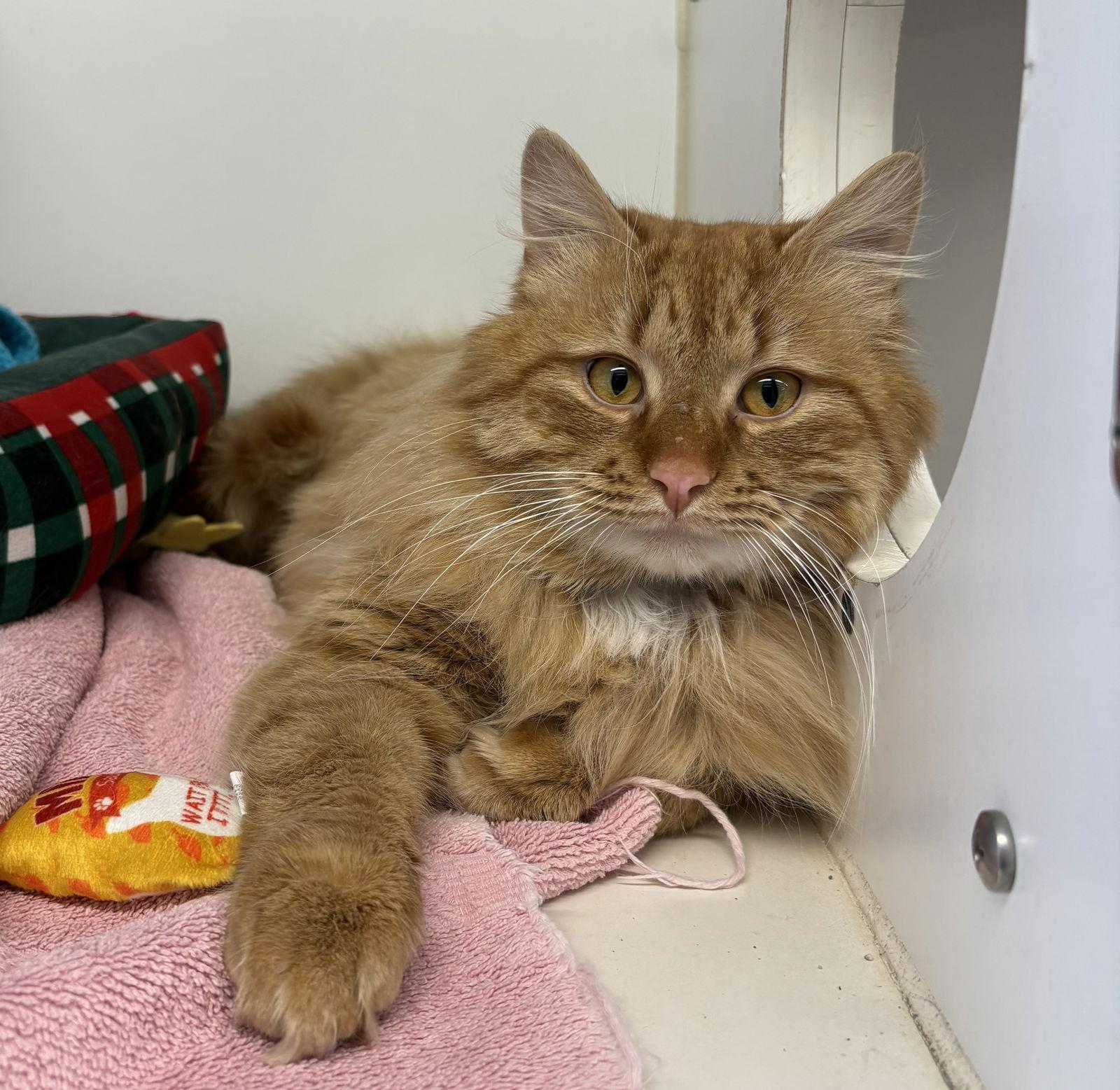 Cheeto 1 year male, Adoptable, Young Male Domestic Medium Hair.