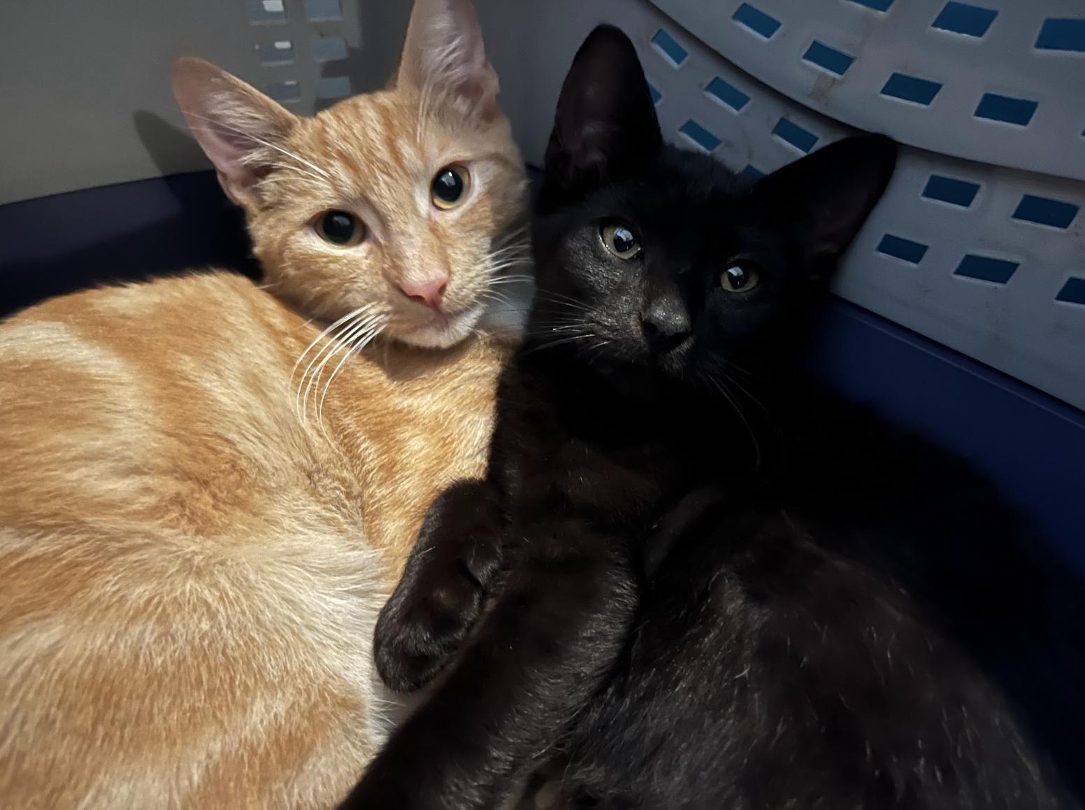 Enlarge Xavier and Apple, a Adoptable Domestic Short Hair in Philadelphia, PA image 1/6