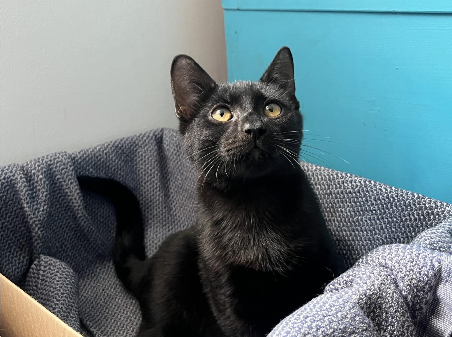 Enlarge Xavier and Apple, a Adoptable Domestic Short Hair in Philadelphia, PA image 2/6