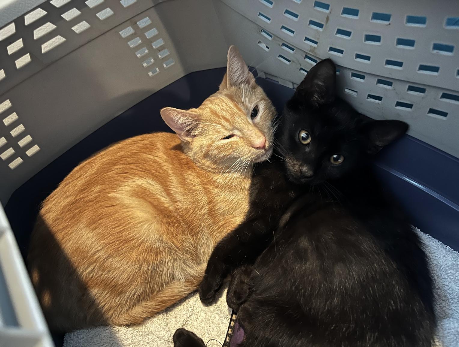 Enlarge Xavier and Apple, a Adoptable Domestic Short Hair in Philadelphia, PA image 4/6
