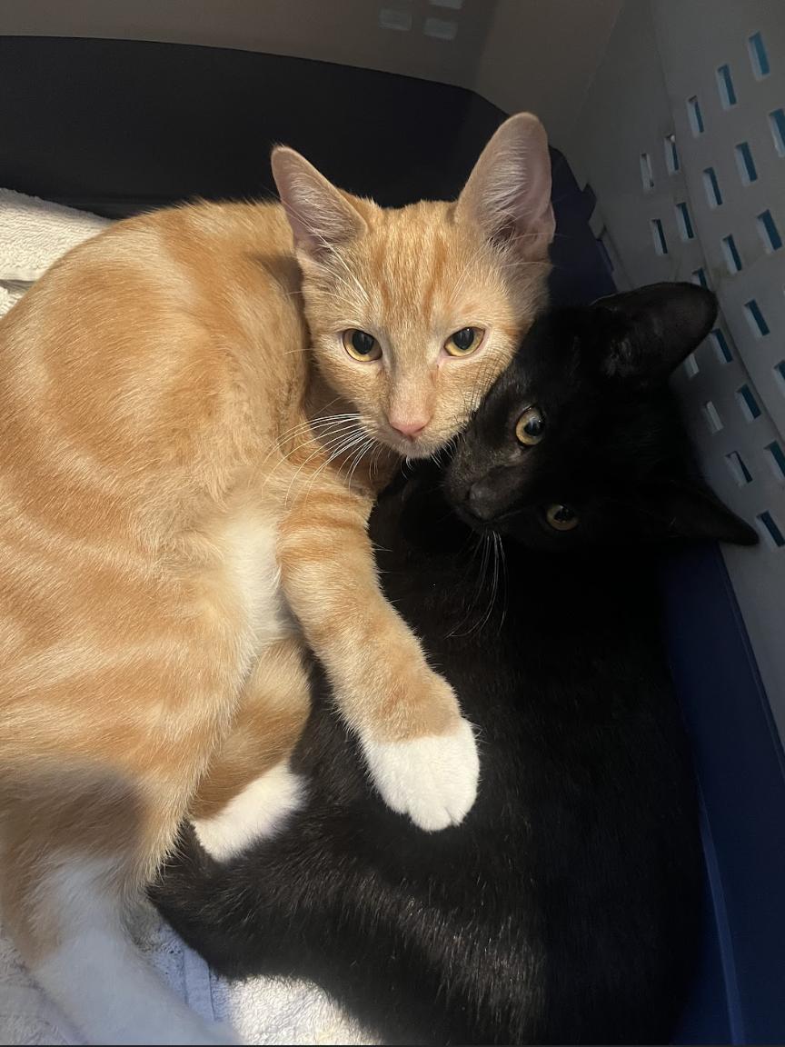 Enlarge Xavier and Apple, a Adoptable Domestic Short Hair in Philadelphia, PA image 5/6