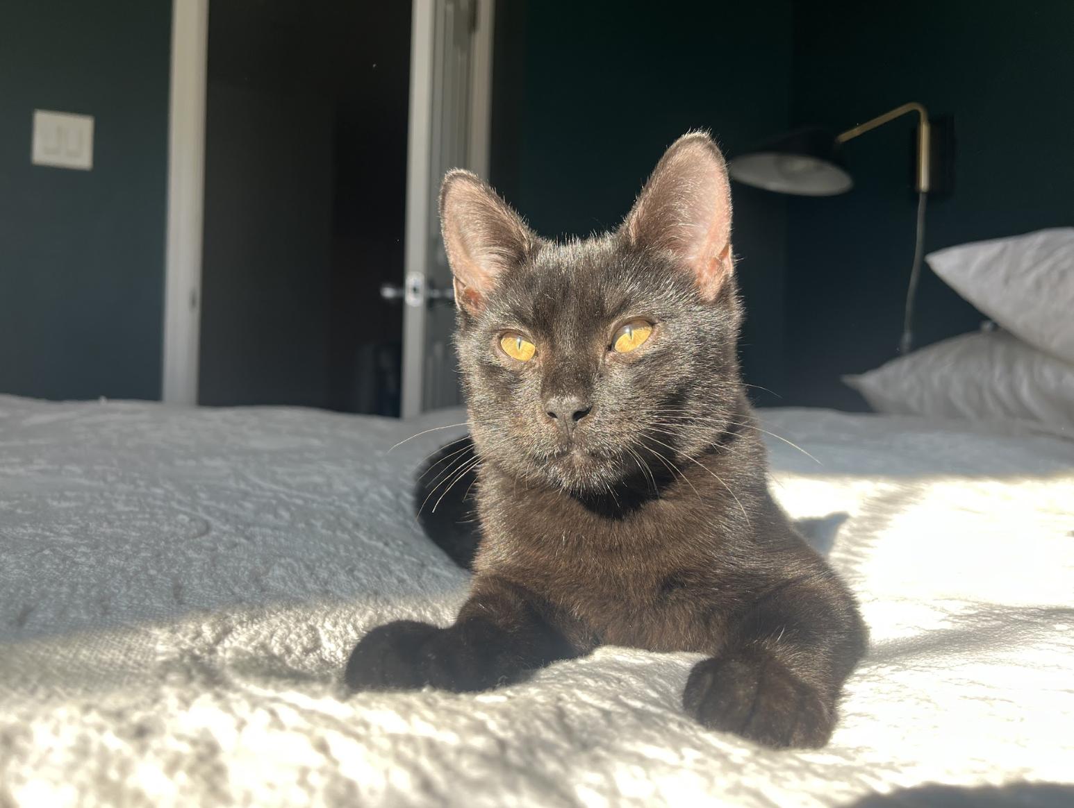 Enlarge Xavier and Apple, a Adoptable Domestic Short Hair in Philadelphia, PA image 6/6