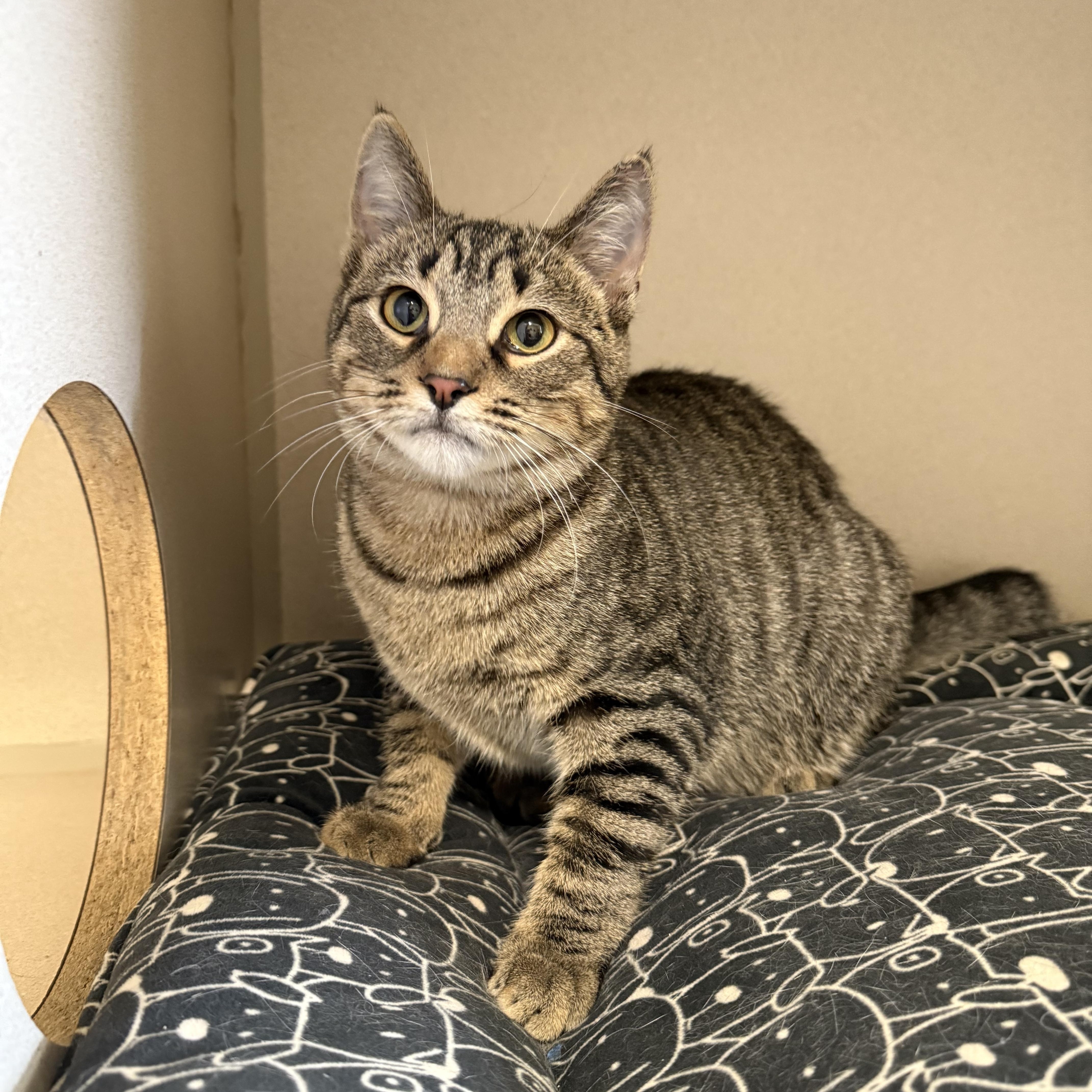 Ozzie, a Adoptable Domestic Short Hair in Lincoln, IL image 1/3