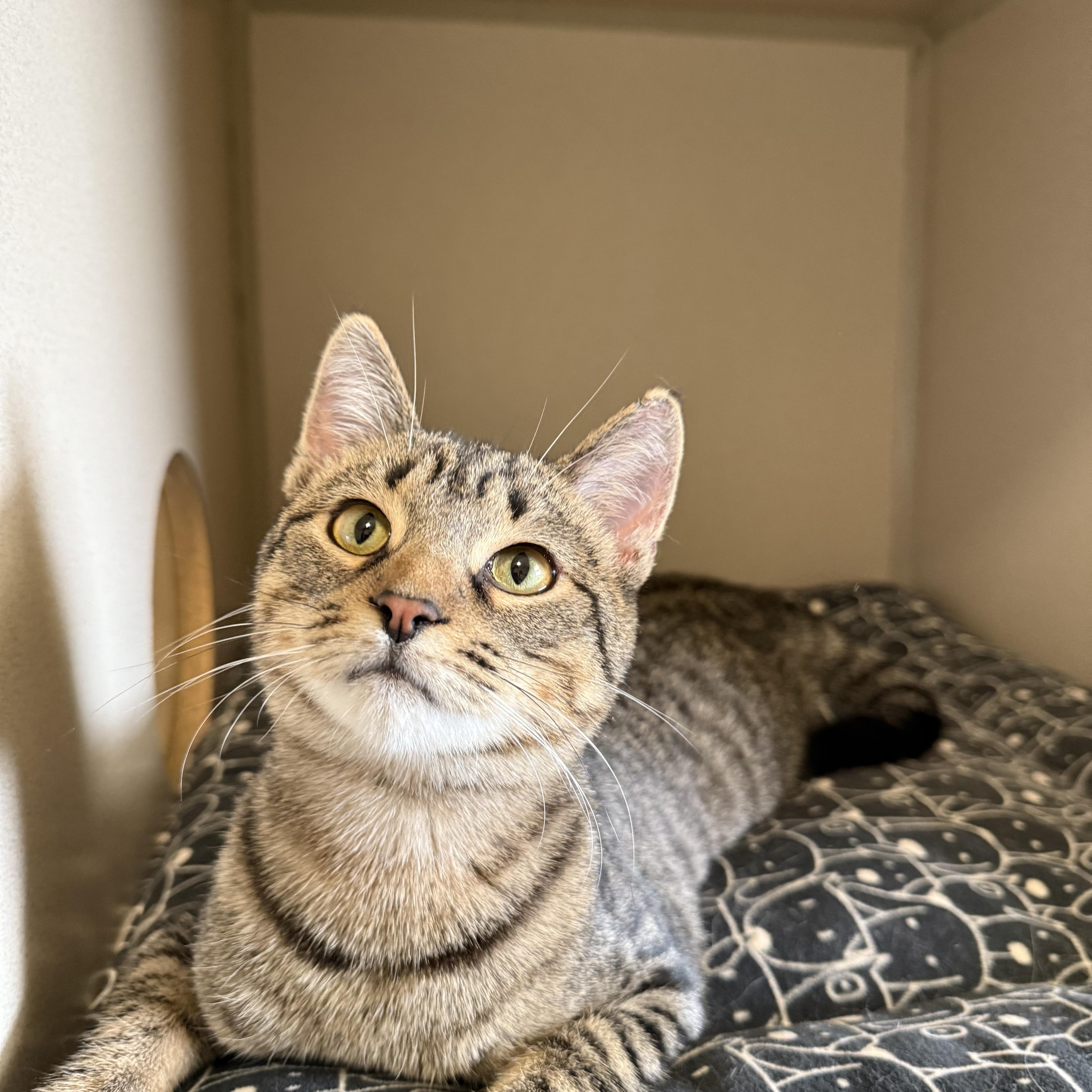 Ozzie, a Adoptable Domestic Short Hair in Lincoln, IL image 2/3