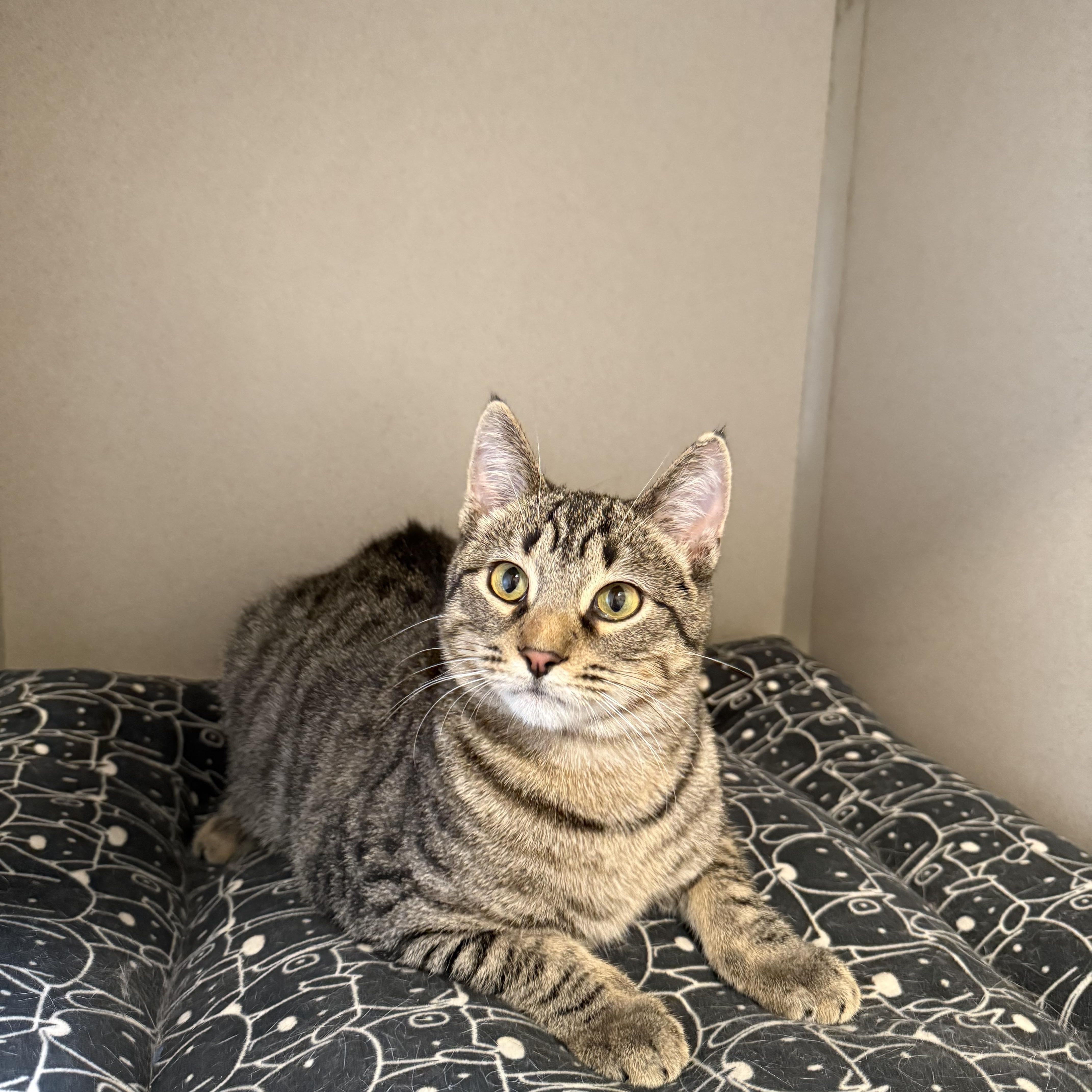 Ozzie, a Adoptable Domestic Short Hair in Lincoln, IL image 3/3