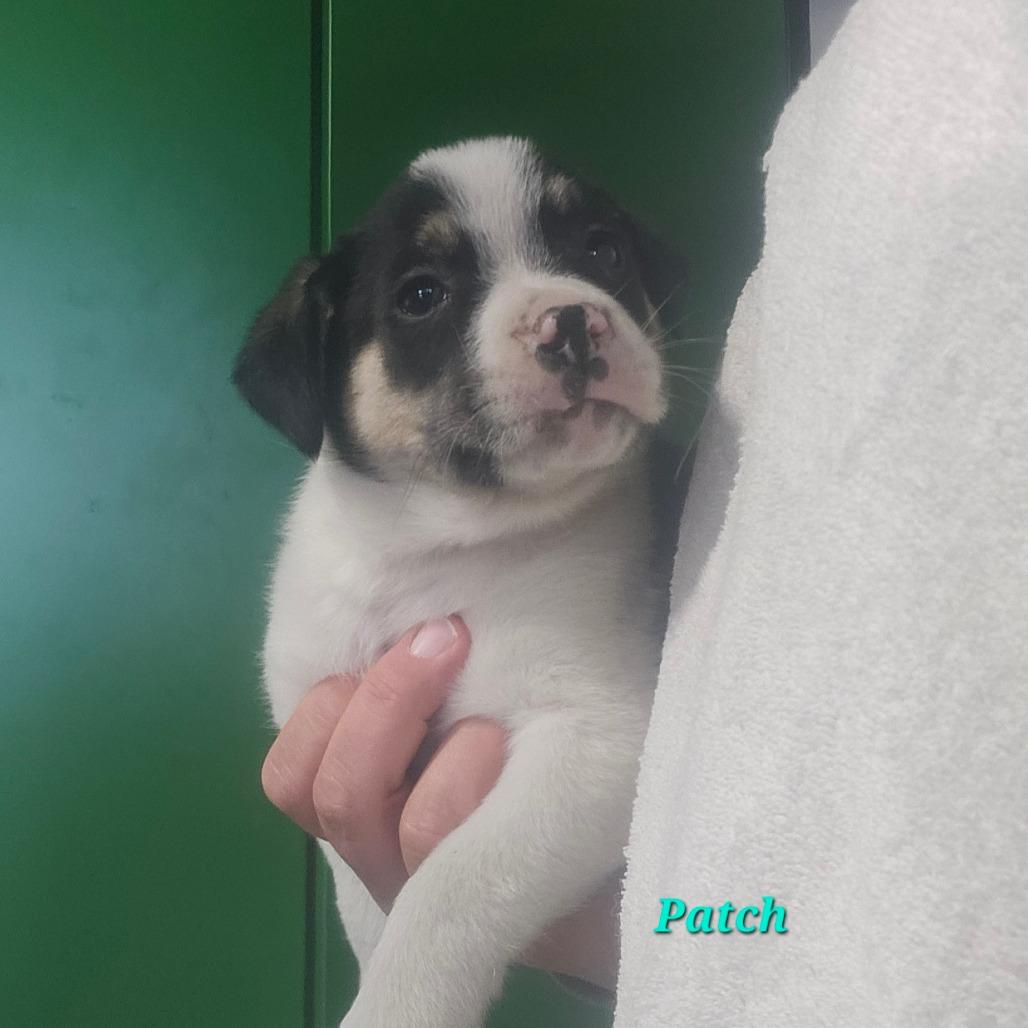 Patch, Adoptable, Puppy Male Hound.