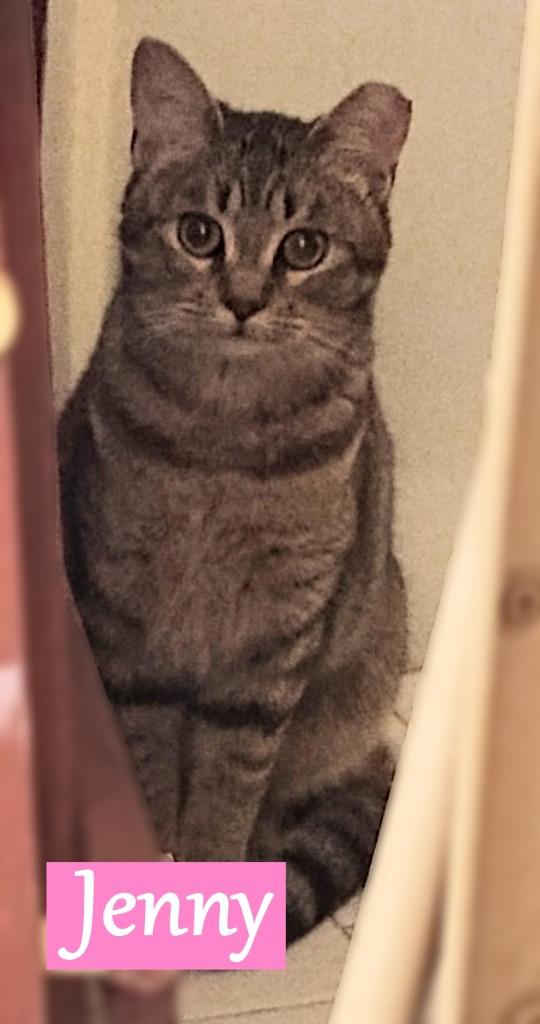 Jenny, Adopted, Young Female Domestic Short Hair.