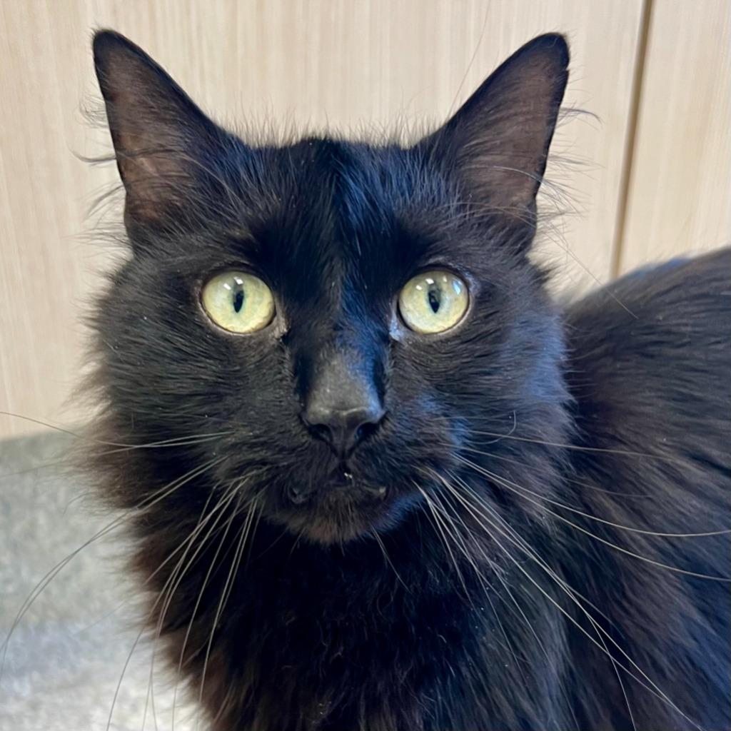 Gomez, Adoptable, Adult Male Domestic Long Hair.