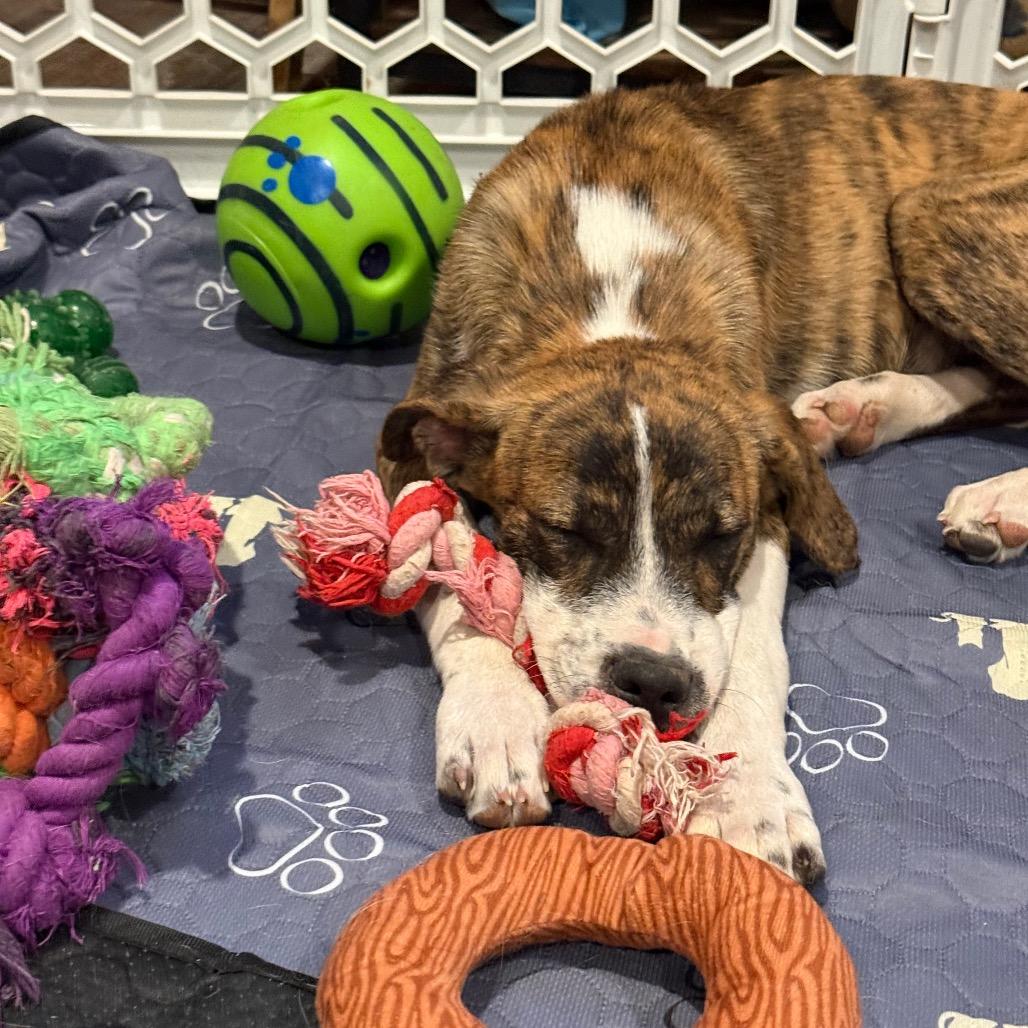 Rizzoli, Adoptable, Puppy Male Border Collie.
