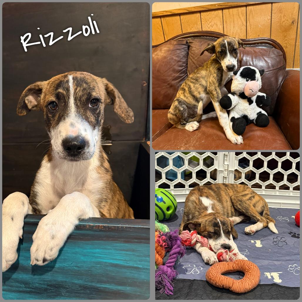 Rizzoli, a Adoptable Border Collie in Idaho Falls, ID image 2/2