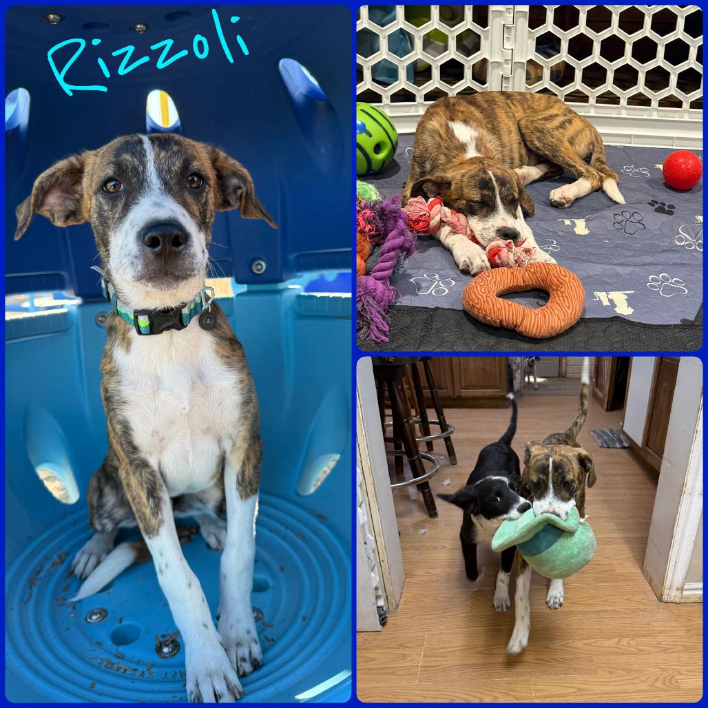 Rizzoli, Adoptable, Puppy Male Border Collie.