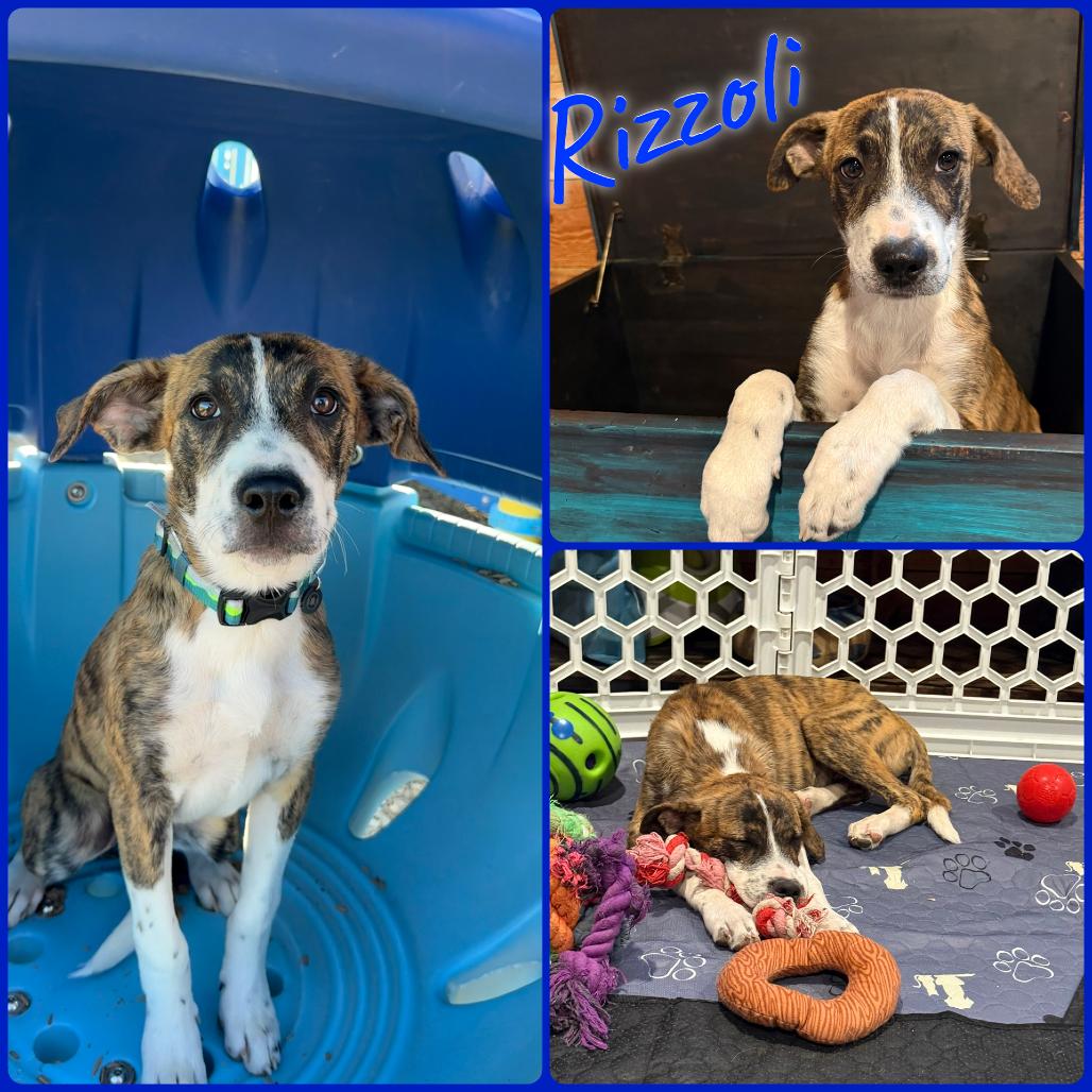 Enlarge Rizzoli, a Adoptable Border Collie in Idaho Falls, ID image 1/1