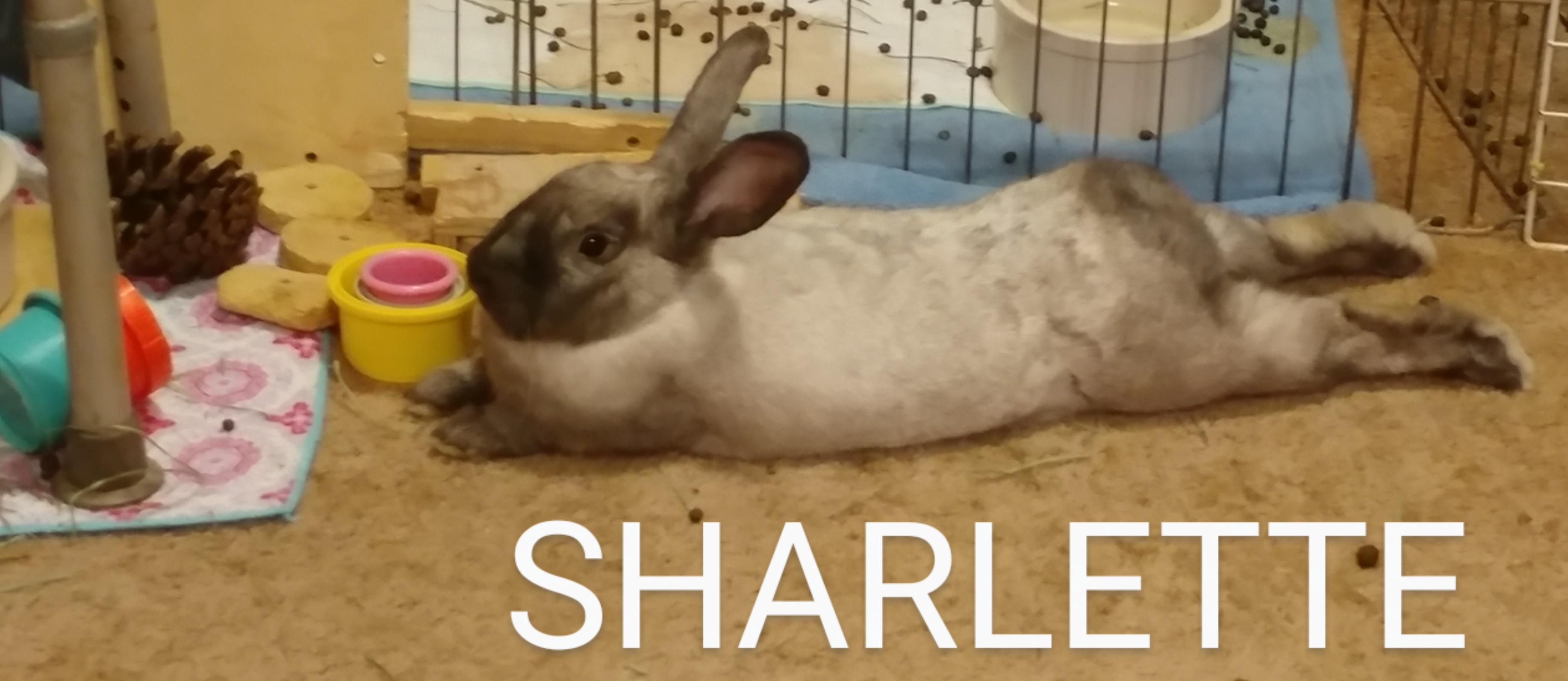 Sharlette, Adoptable, Adult Female American Sable.