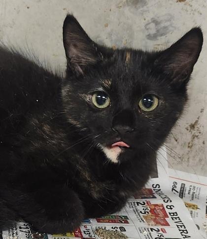 Enlarge Sassy, a Adoptable Domestic Short Hair in Spartanburg, SC image 1/2
