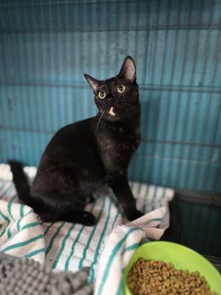 Enlarge Sassy, a Adoptable Domestic Short Hair in Spartanburg, SC image 2/2