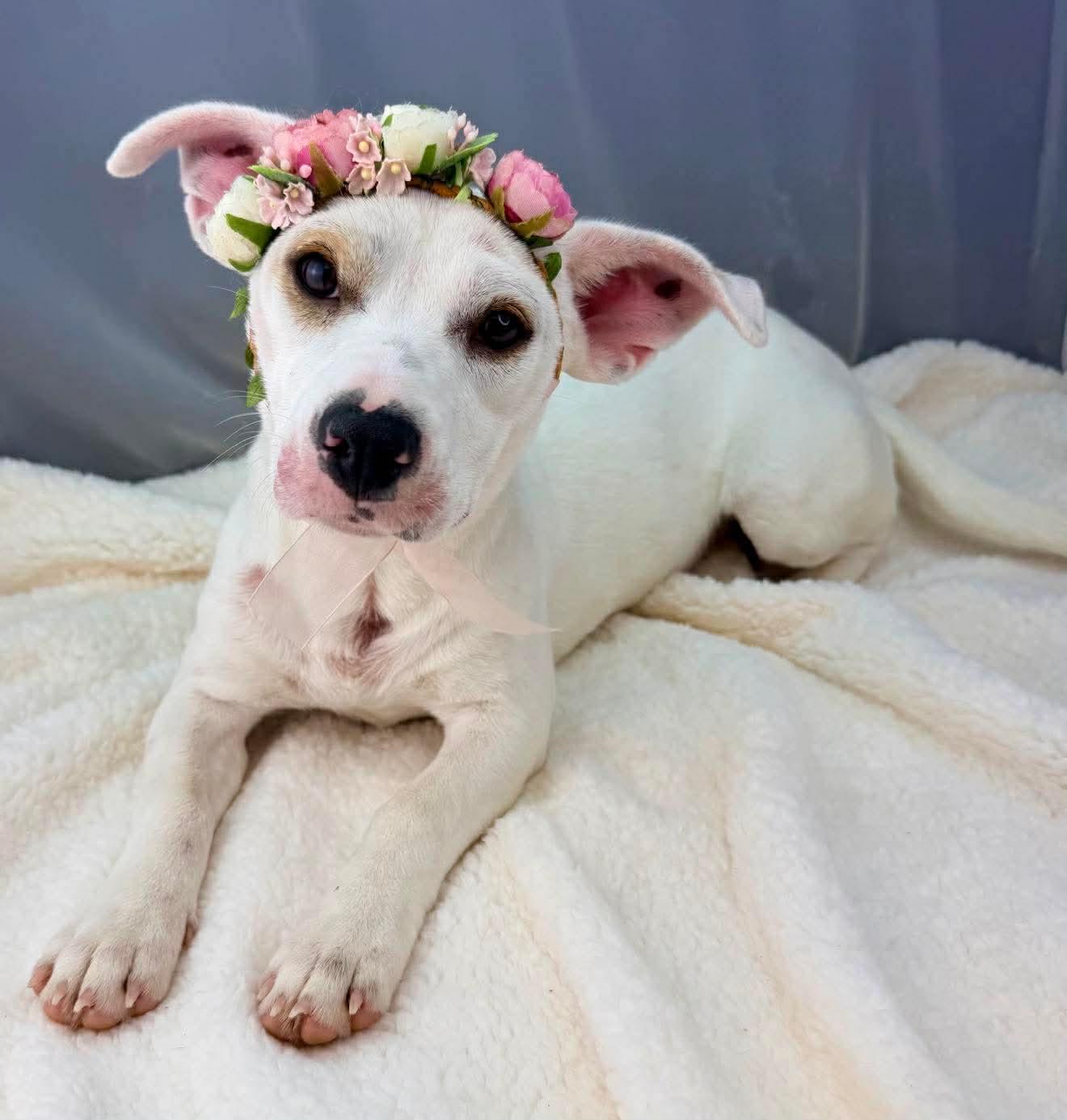 Enlarge Marina, a Adoptable mixed breed in Southfield , MI image 5/6